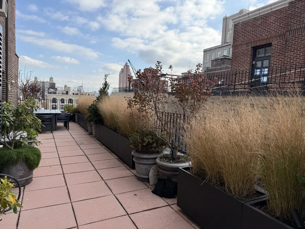 A rooftop terrace with potted plants and tall ornamental grasses, with city buildings and a blue sky in the background.