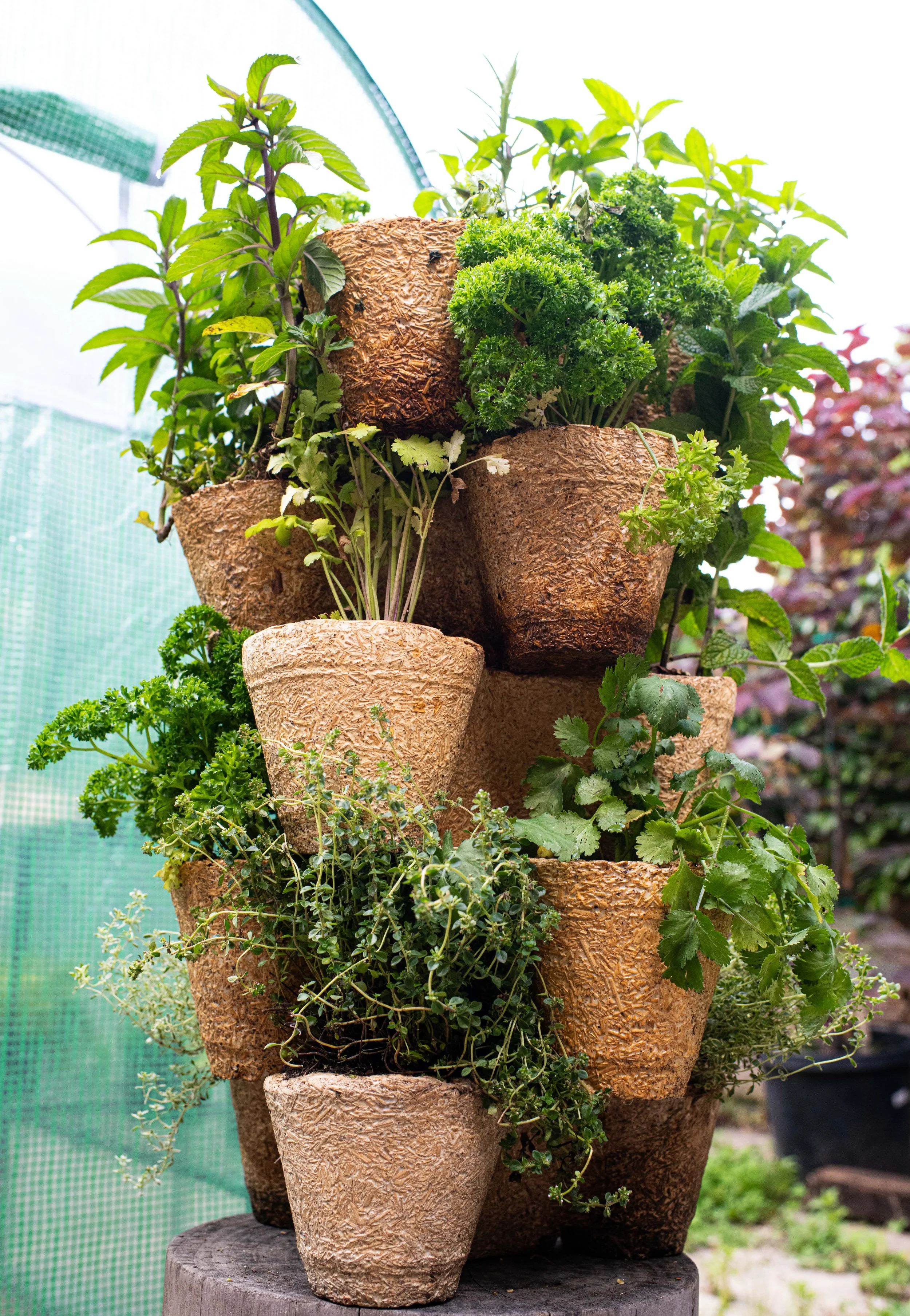 Mycelium Planters