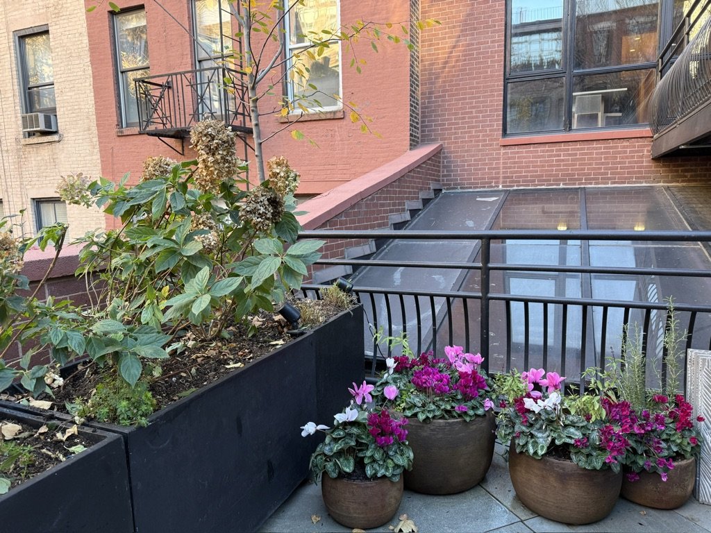 Urban apartment balcony with potted flowering plants, including pink, purple, and white flowers, a small tree, and brick building in the background.