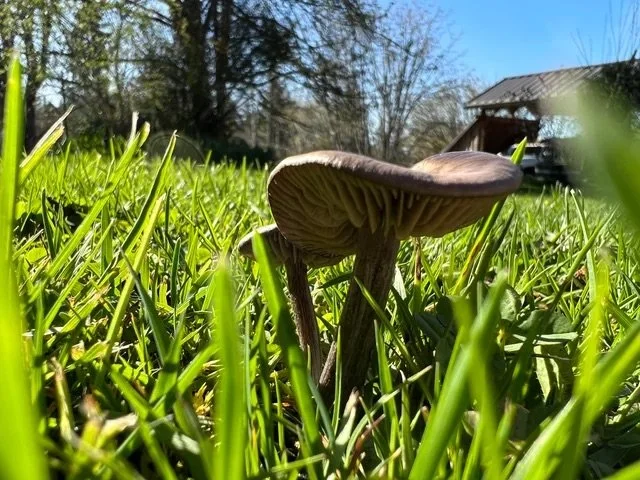 Close-up of a mushroom growing amidst green grass with a house and trees in the background on a sunny day.