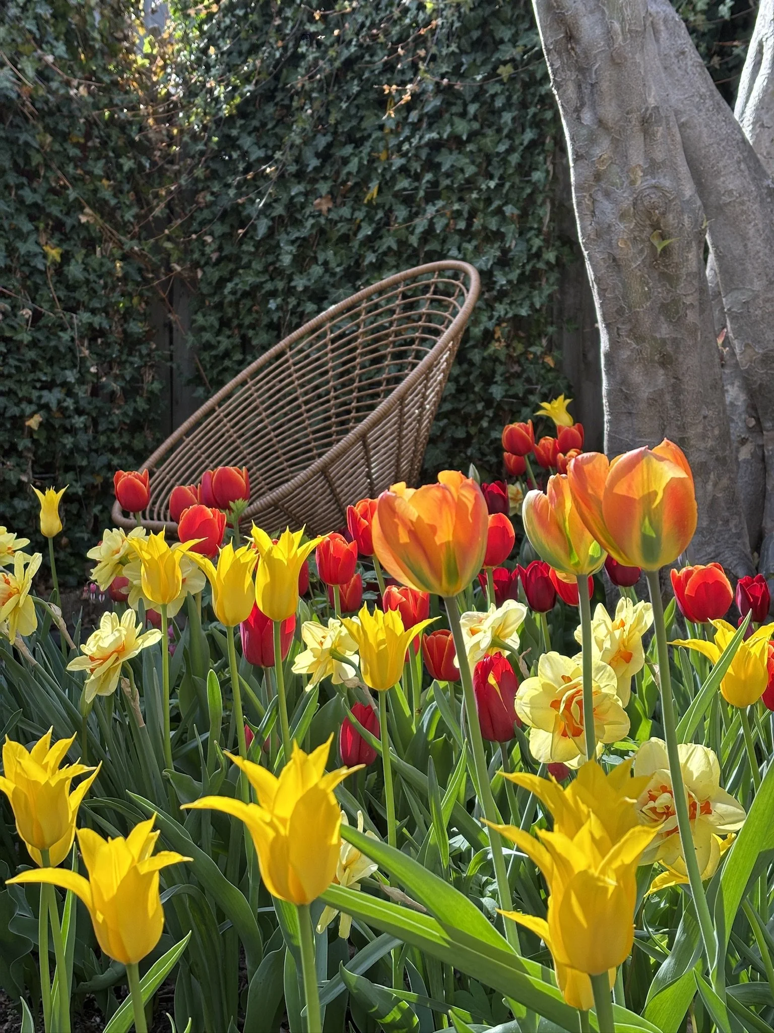 Townhouse Garden