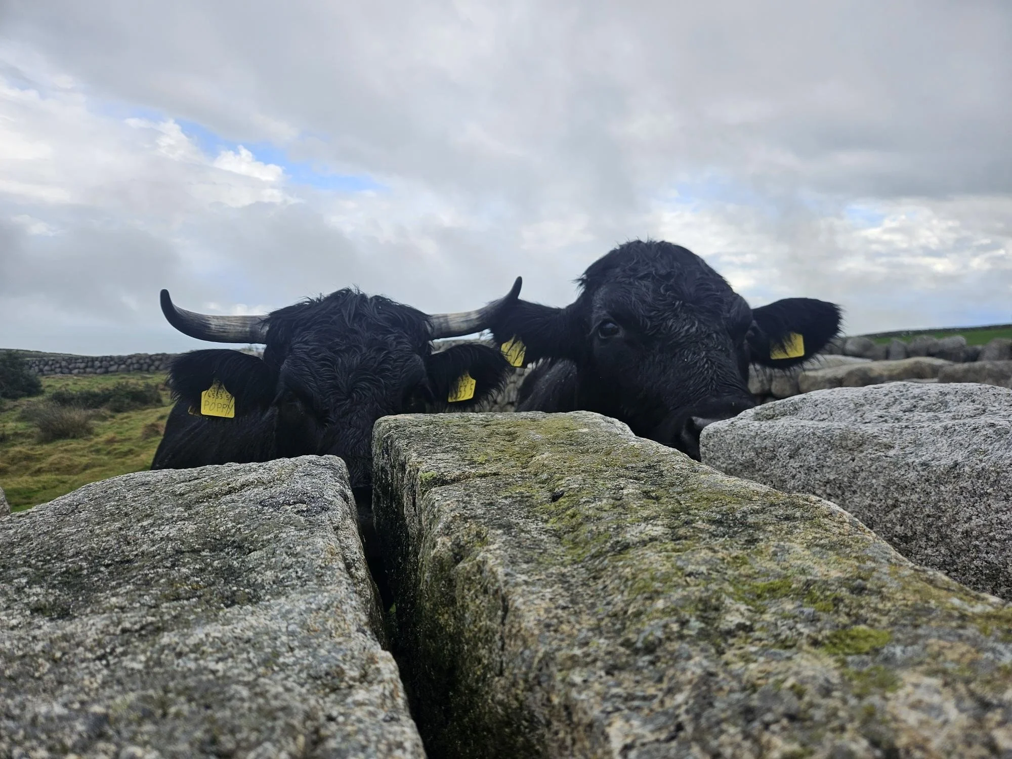 Conservation Grazing in the Mourne Mountains