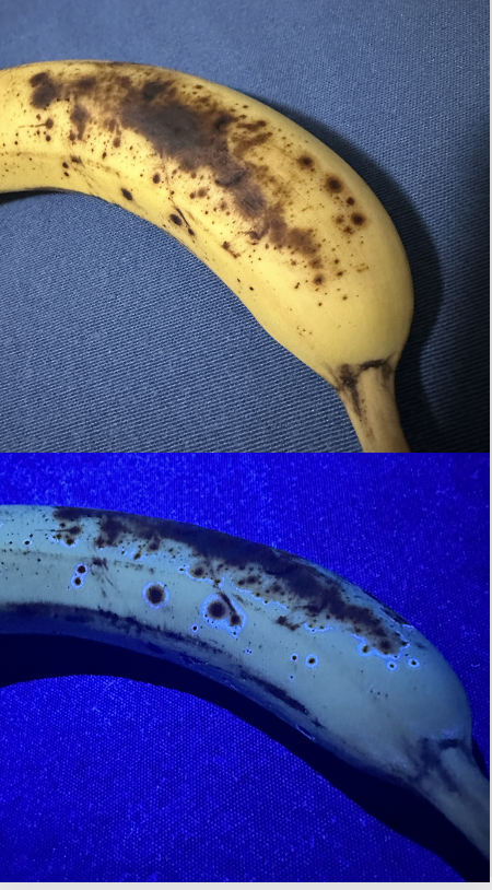 A banana under normal light and under UV light