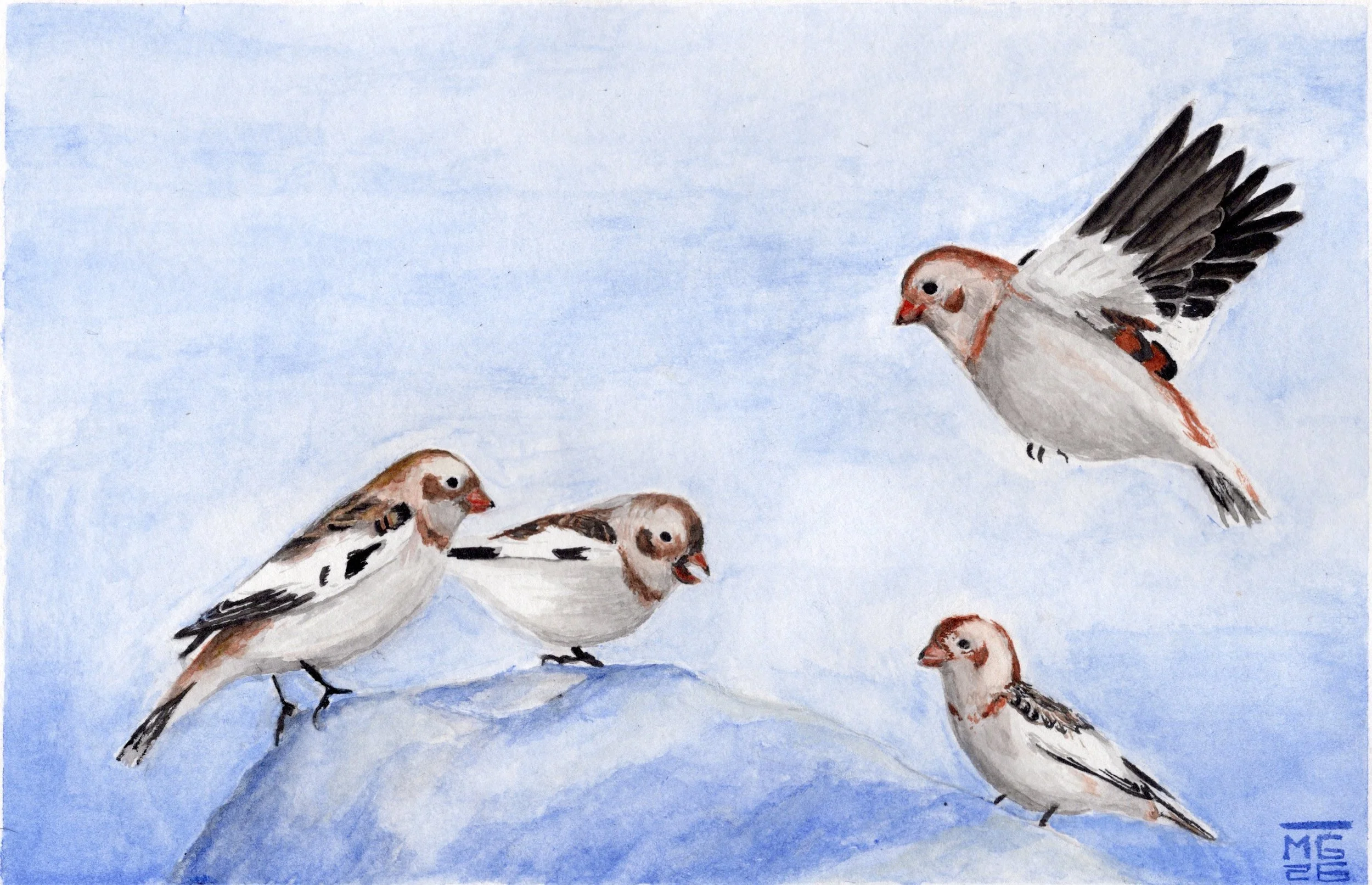 snowbuntings_SCAN.jpg
