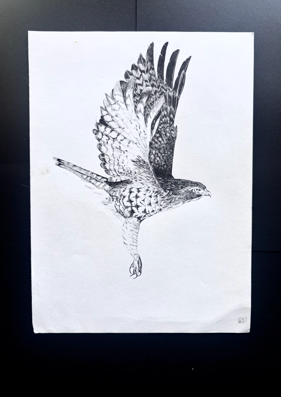 Red-tailed Hawk Illustration
