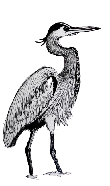A black and white illustration of a heron bird standing with its neck extended and legs visible.