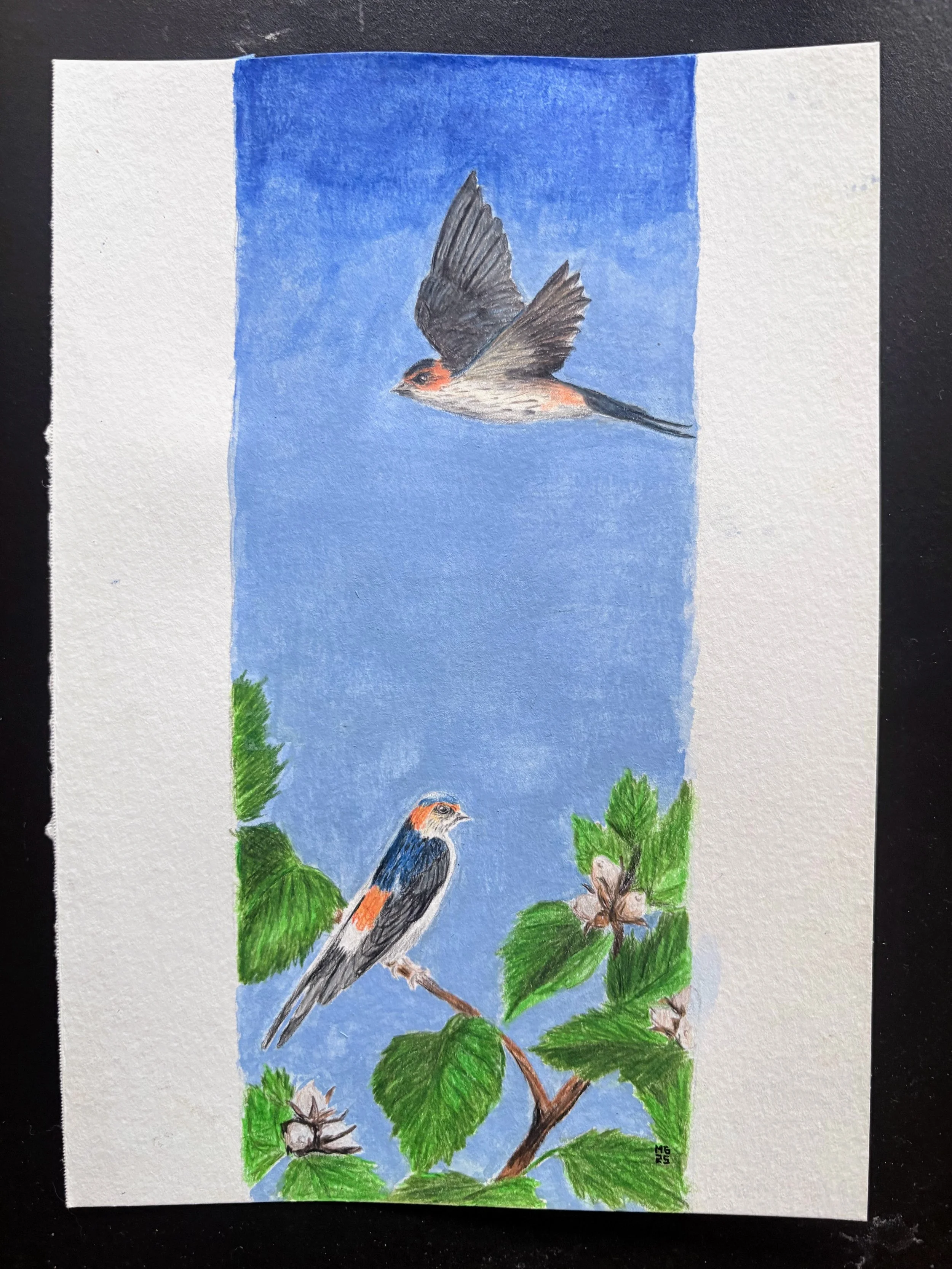 Barn Swallows on hazel branches