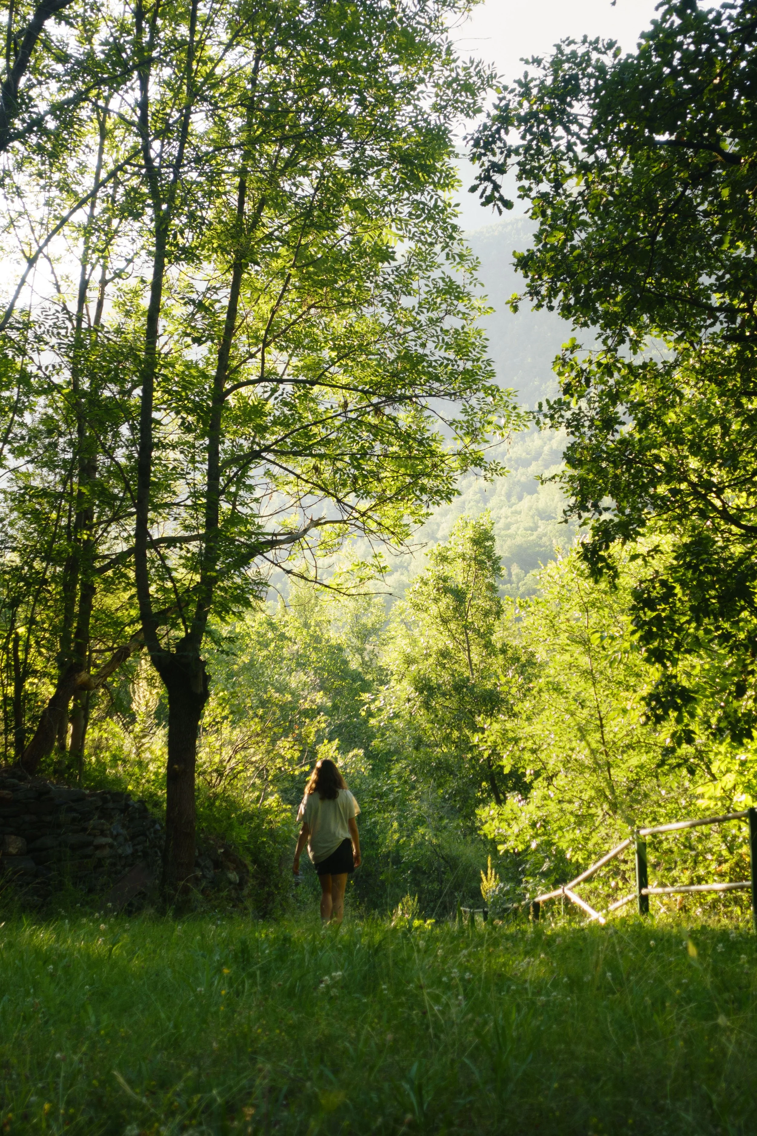 A person walking along a trail in a lush green forest with tall trees and sunlight filtering through the leaves.