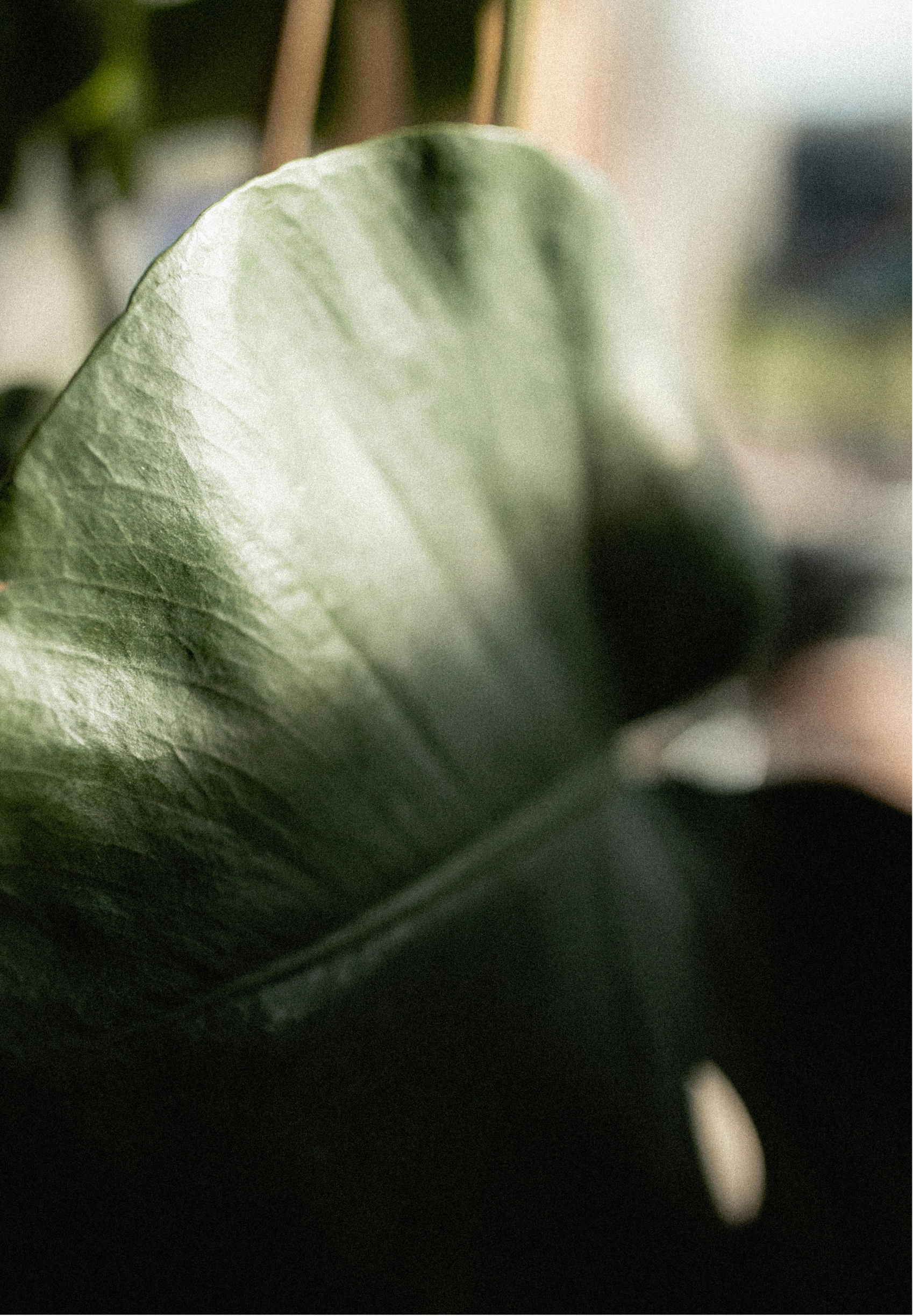 Close-up of a green leaf with a blurred background