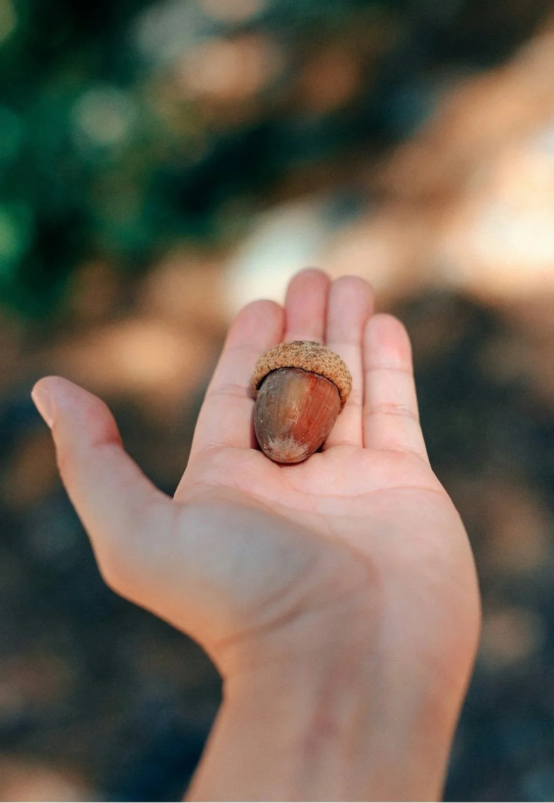 A hand holding a small acorn with a cap, against a blurred outdoor background.