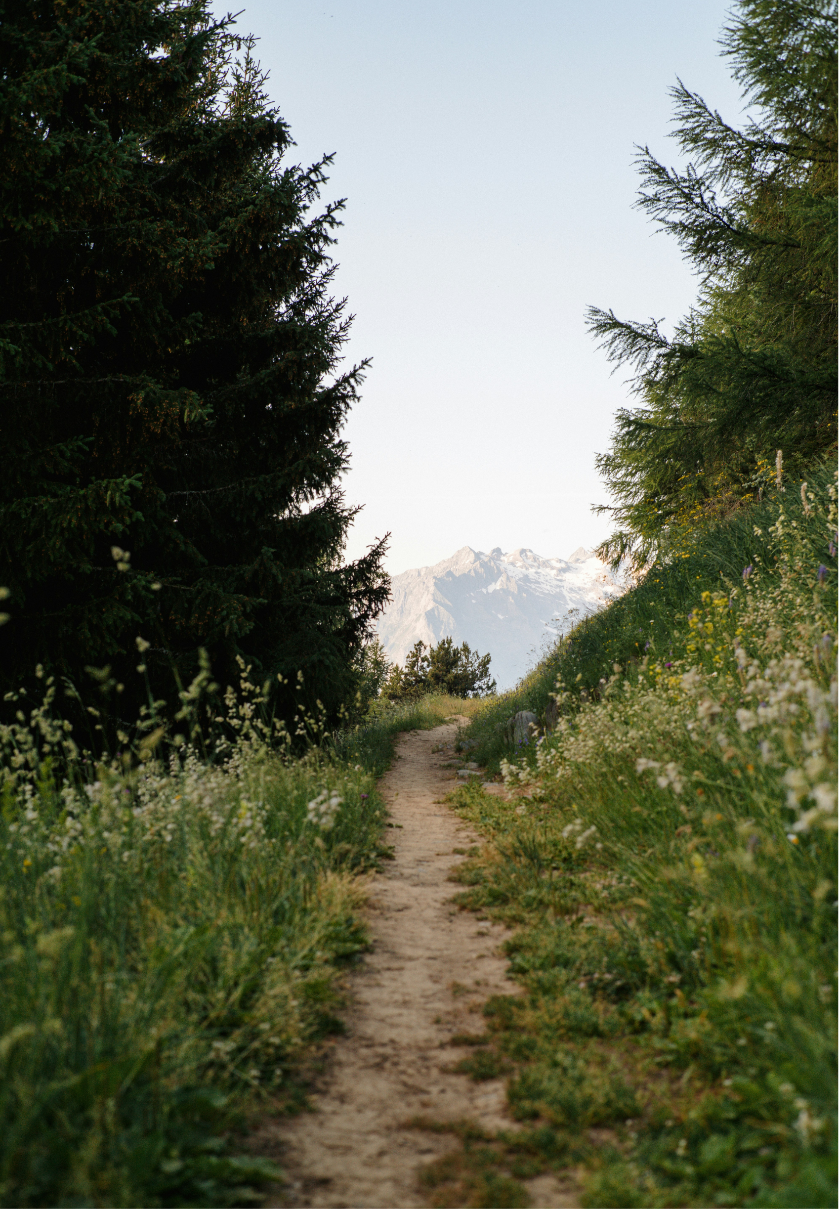 A narrow dirt trail running through a lush green wildflower meadow, flanked by tall pine trees, with snow-capped mountains in the distant background under a clear sky.