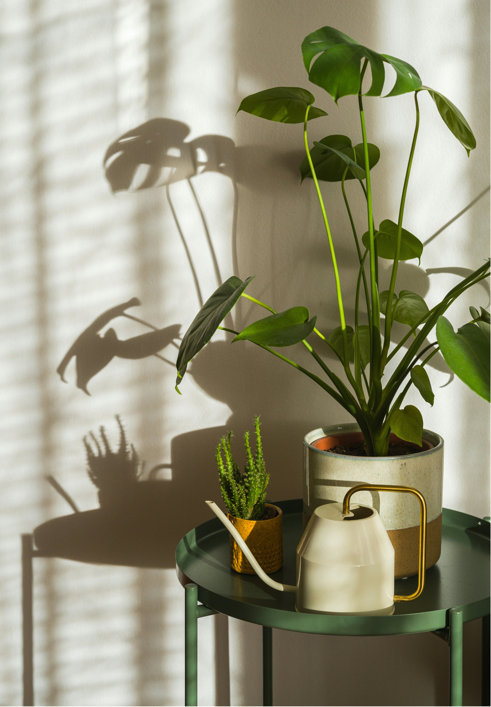 A small round green side table with potted plants, including a tall Monstera and a small cactus, with sunlight casting shadows on the white wall behind.