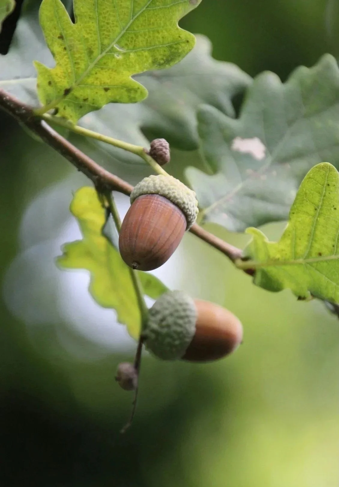 Close-up of an oak branch with green leaves, acorns in different stages of development, some with caps and some without, surrounded by blurred greenery.