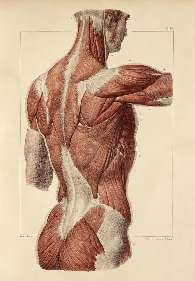 An anatomical illustration of the human muscular system showing the muscles of the back, shoulder, and side, with a partial side profile of a man's face.