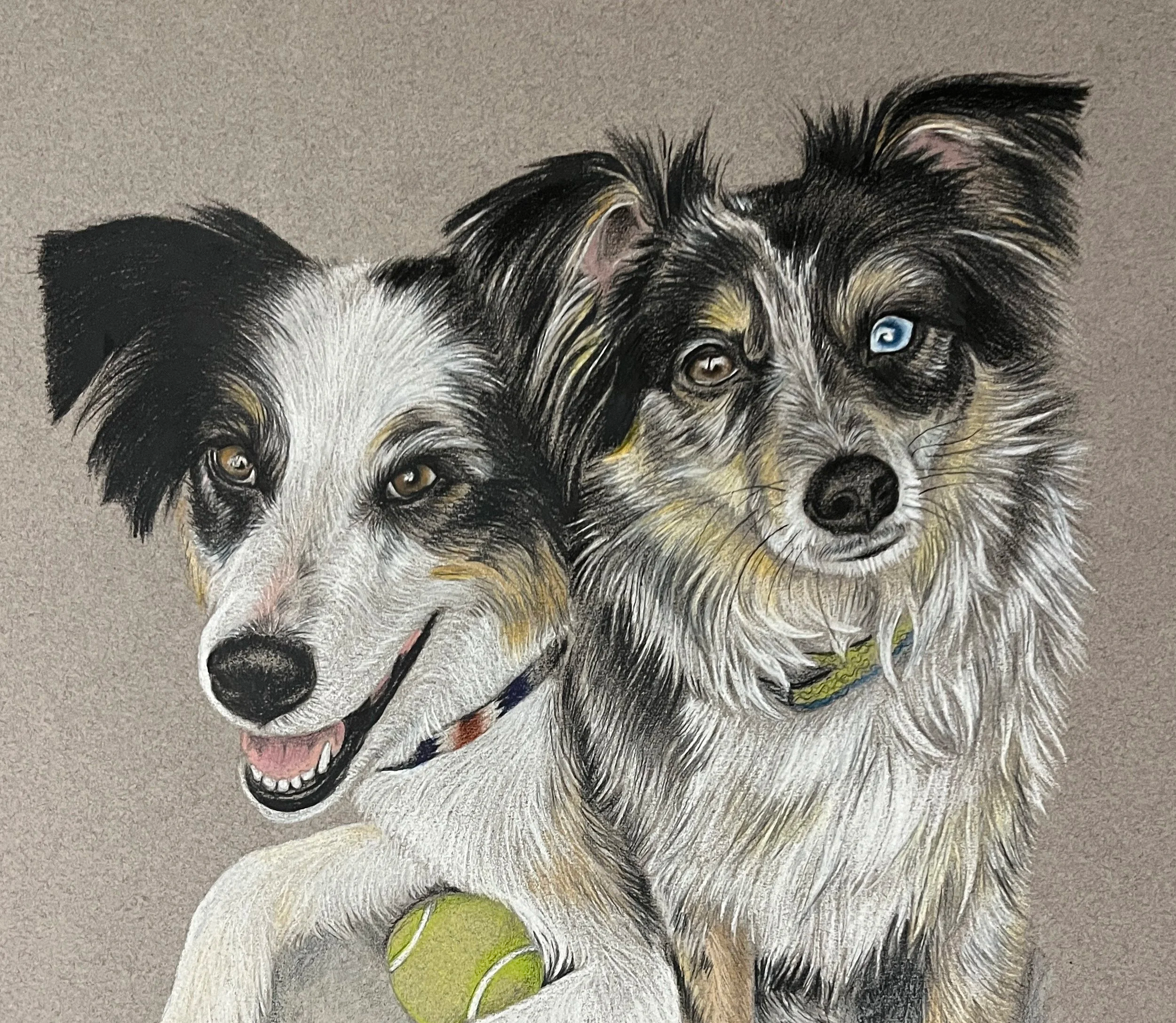 Pet Portraits