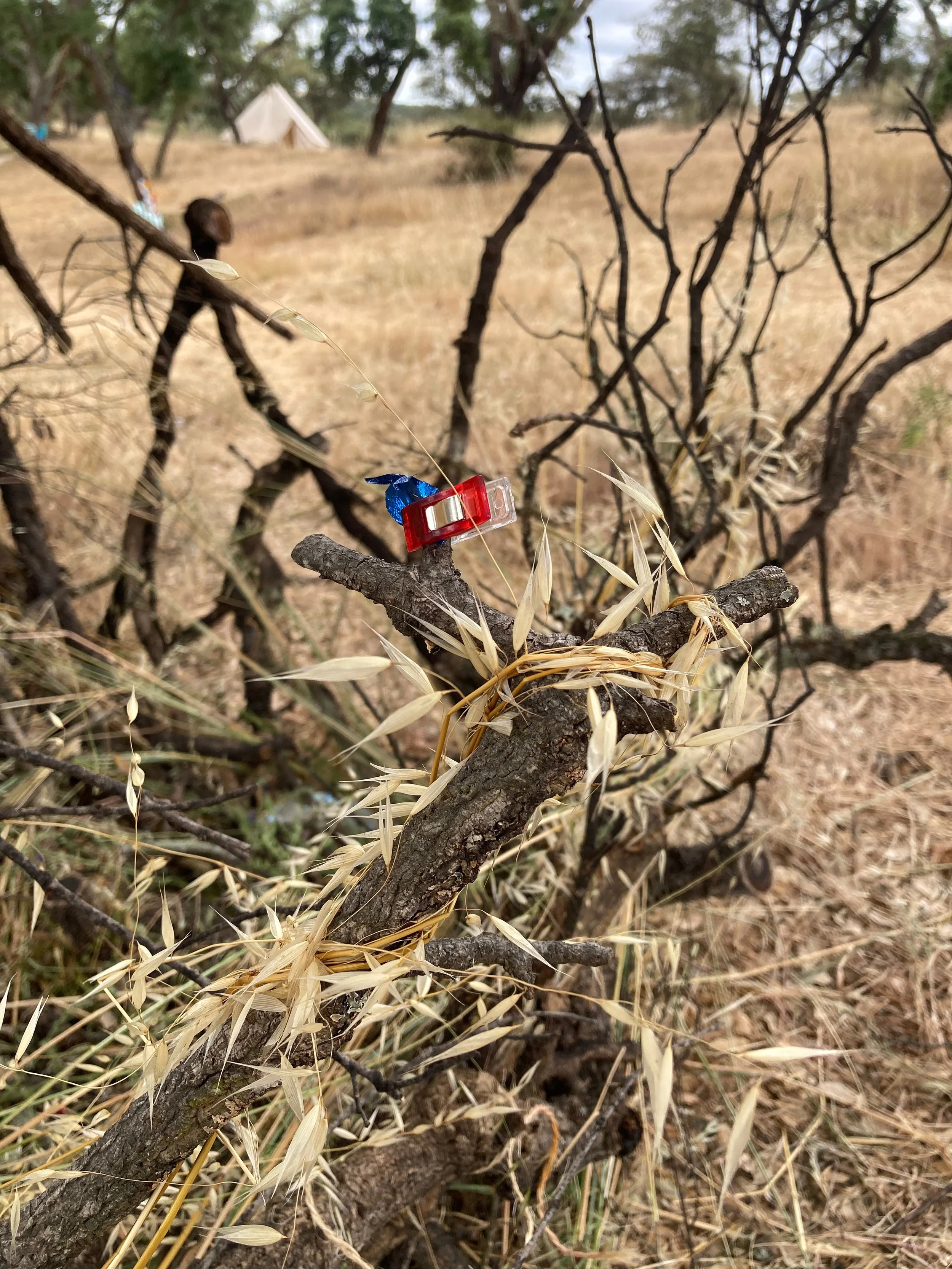 Rama de árbol con cinta adhesiva rojo y algunos lazos azules en un entorno de campo seco con vegetación amarillenta y una figura humana al fondo, con una tienda de campaña a la distancia.