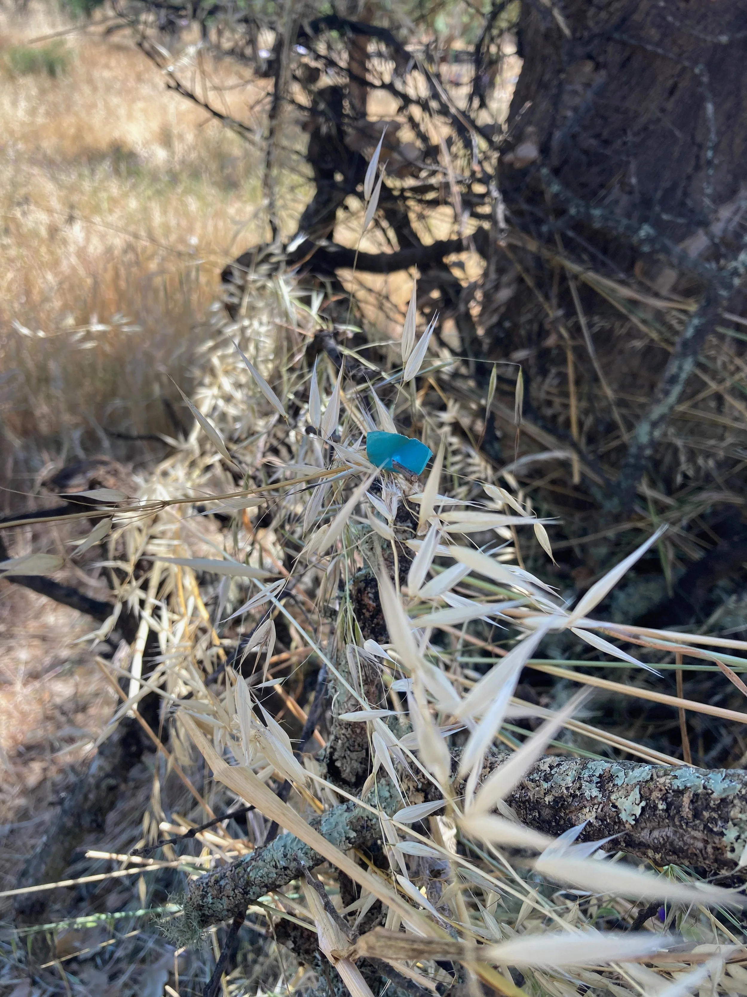 Ramas, ramas secas y basura en el suelo de un entorno natural, con un pequeño trozo de plástico azul entre las plantas.