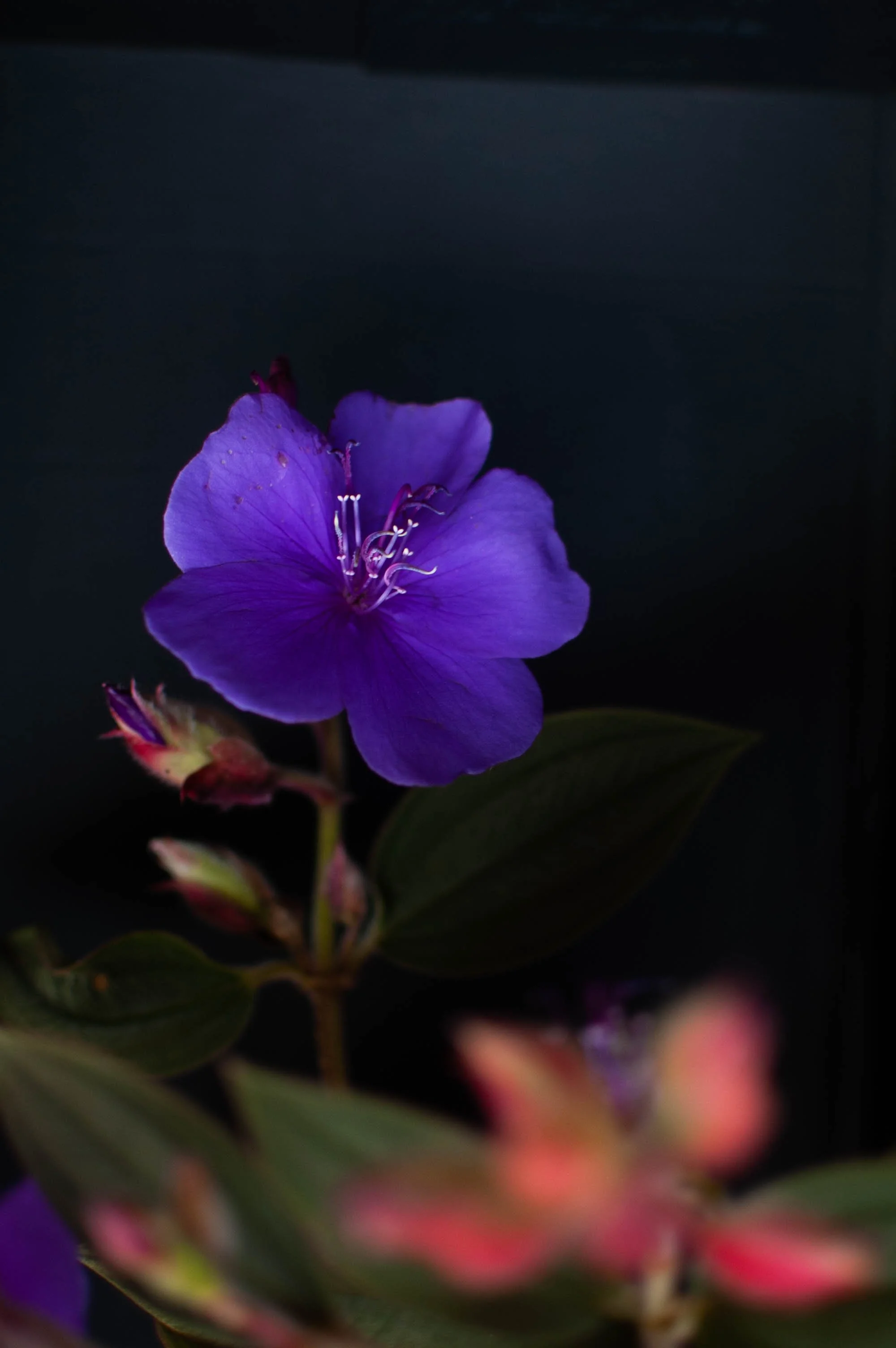 Una flor de color violeta con estambres y filamentos blancos. Fondo oscuro.
