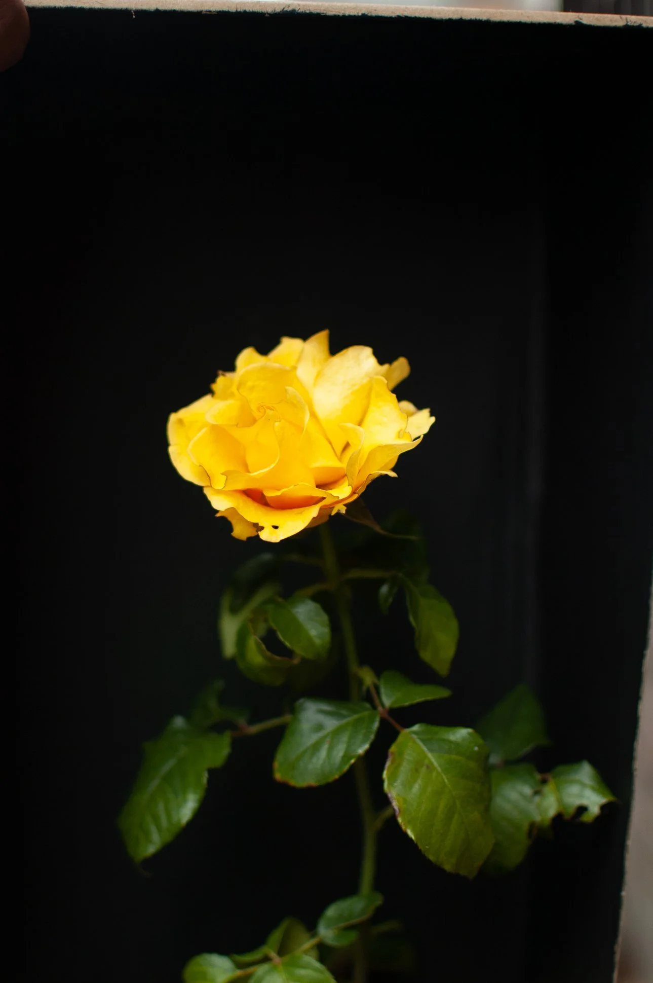 Fotografía impresa sobre papel
30 x 45 cm. enmarcada
2020