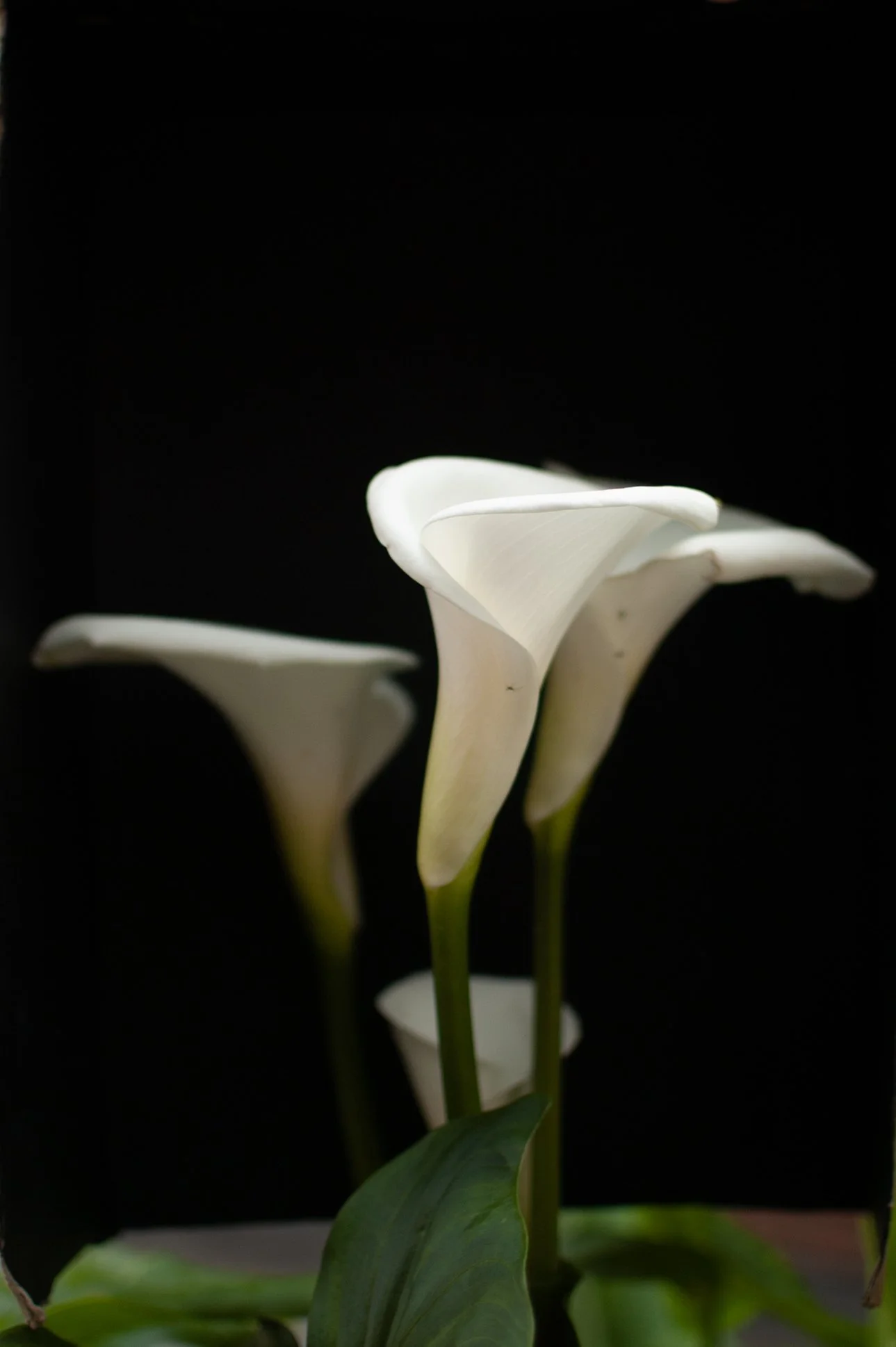 Fotografía impresa sobre papel
30 x 45 cm. enmarcada
2020