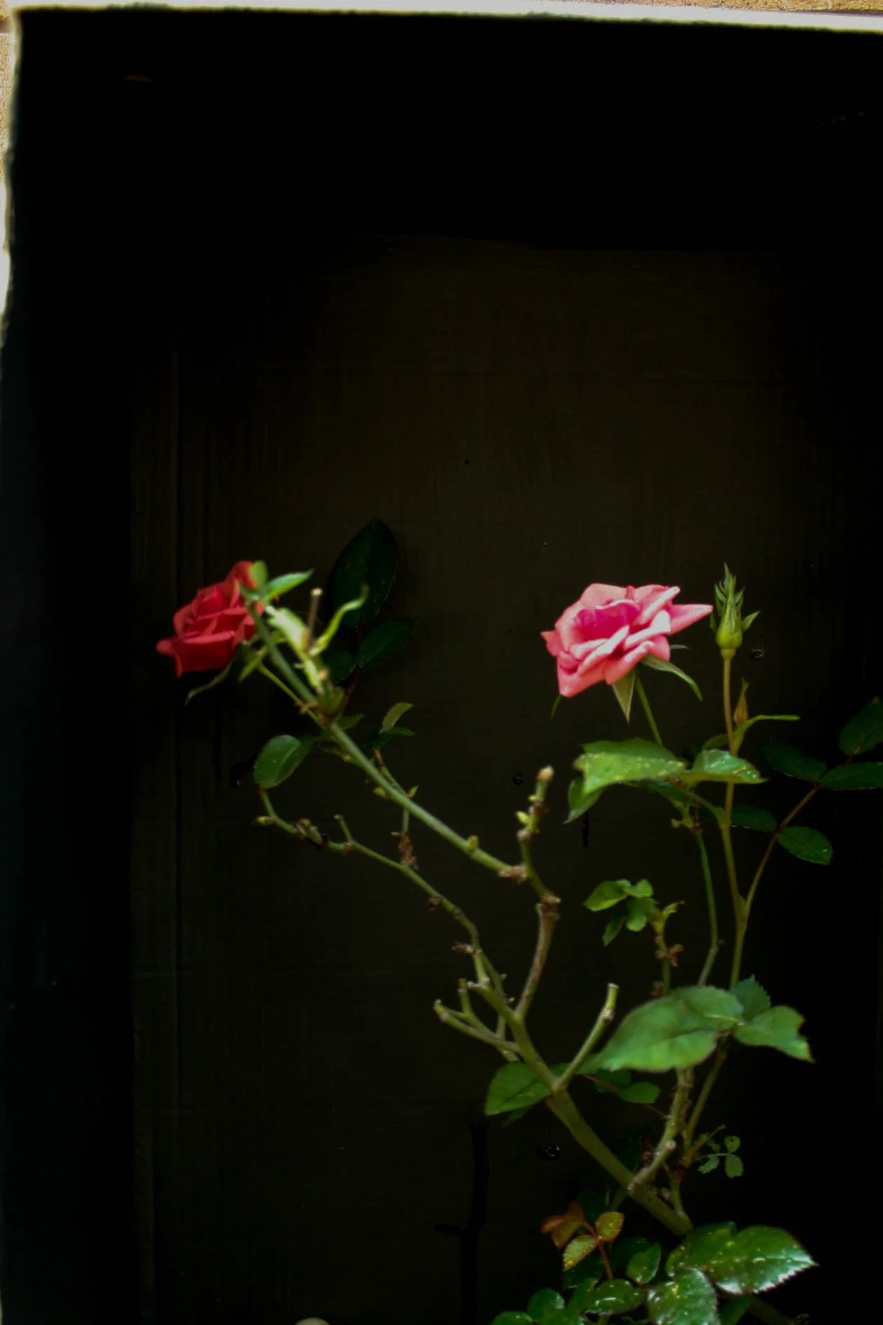 Fotografía impresa sobre papel
30 x 45 cm. enmarcada
2020