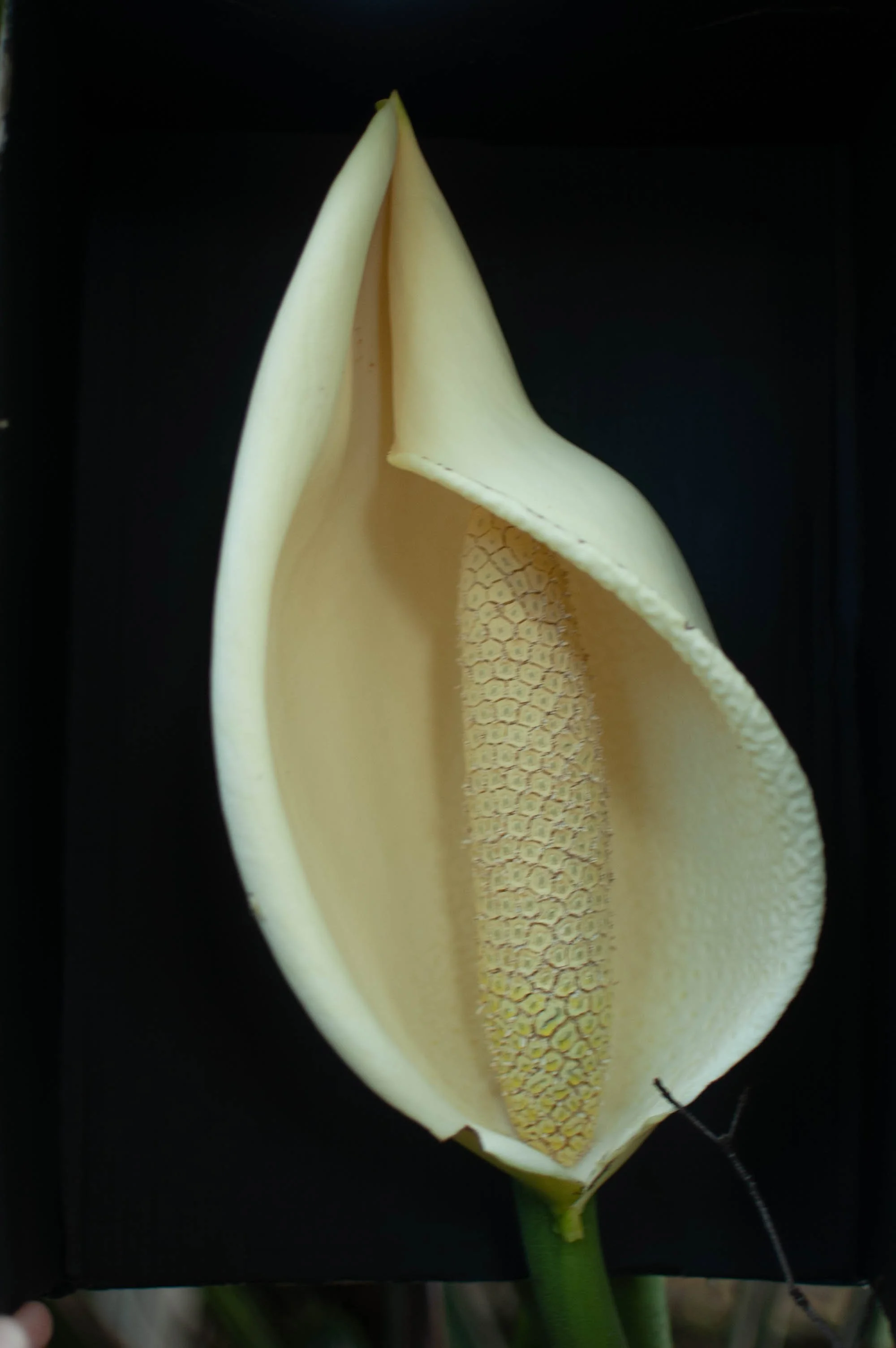 Fotografía impresa sobre papel
30 x 45 cm. enmarcada
2020