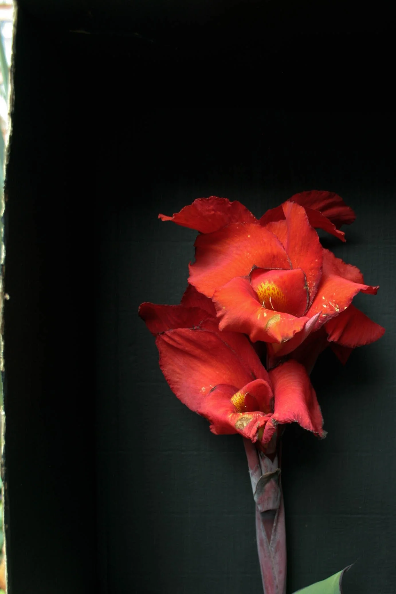 Fotografía impresa sobre papel
30 x 45 cm. enmarcada
2020