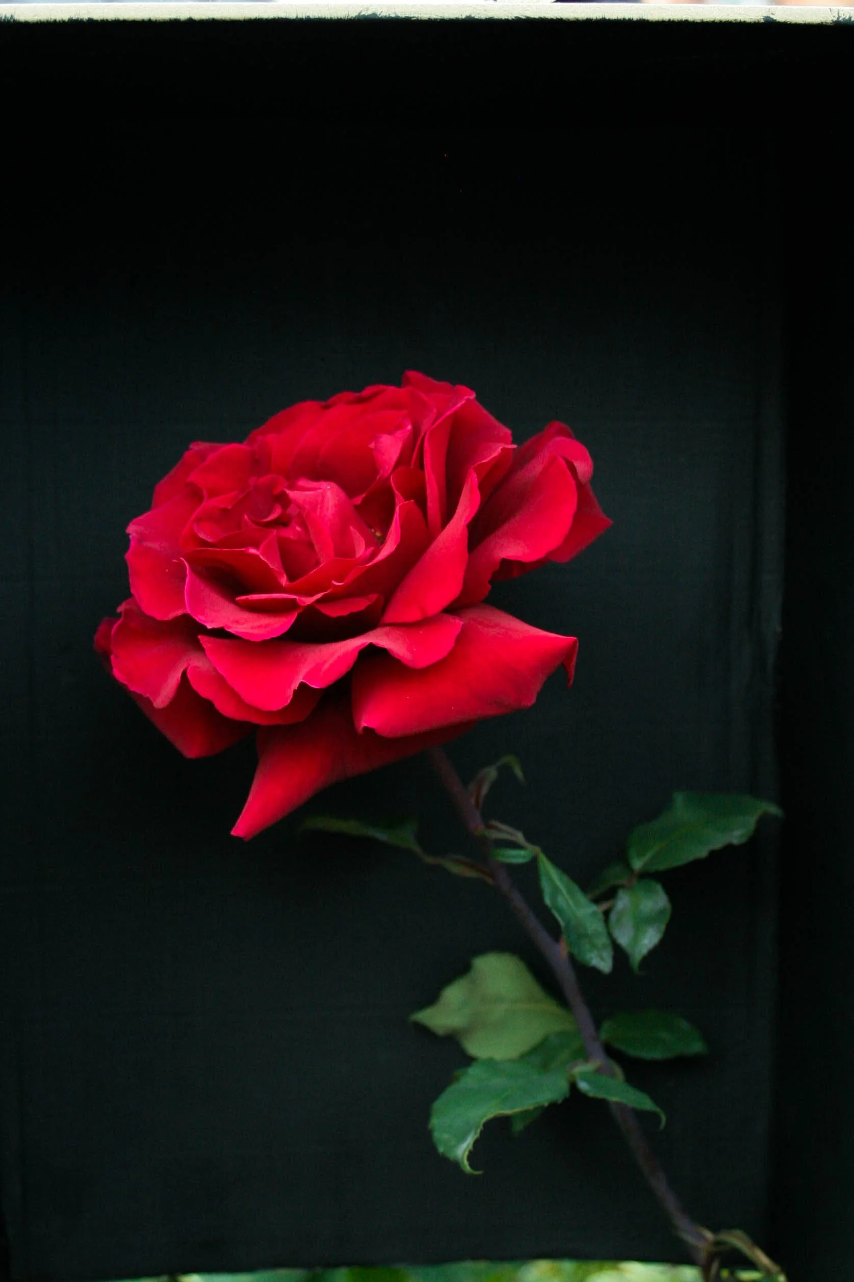 Rosa roja floreciendo con hojas verdes en fondo negro.