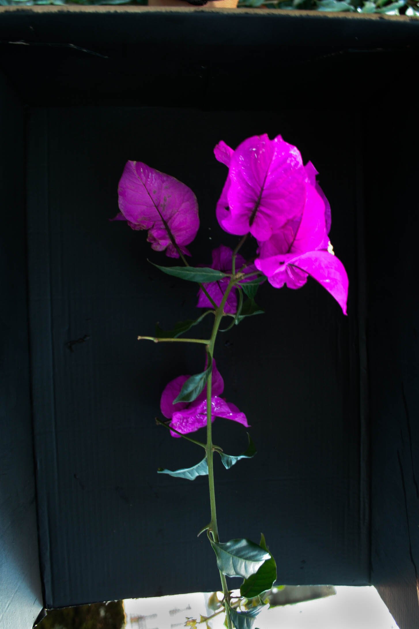 Fotografía impresa sobre papel
30 x 45 cm. enmarcada
2020