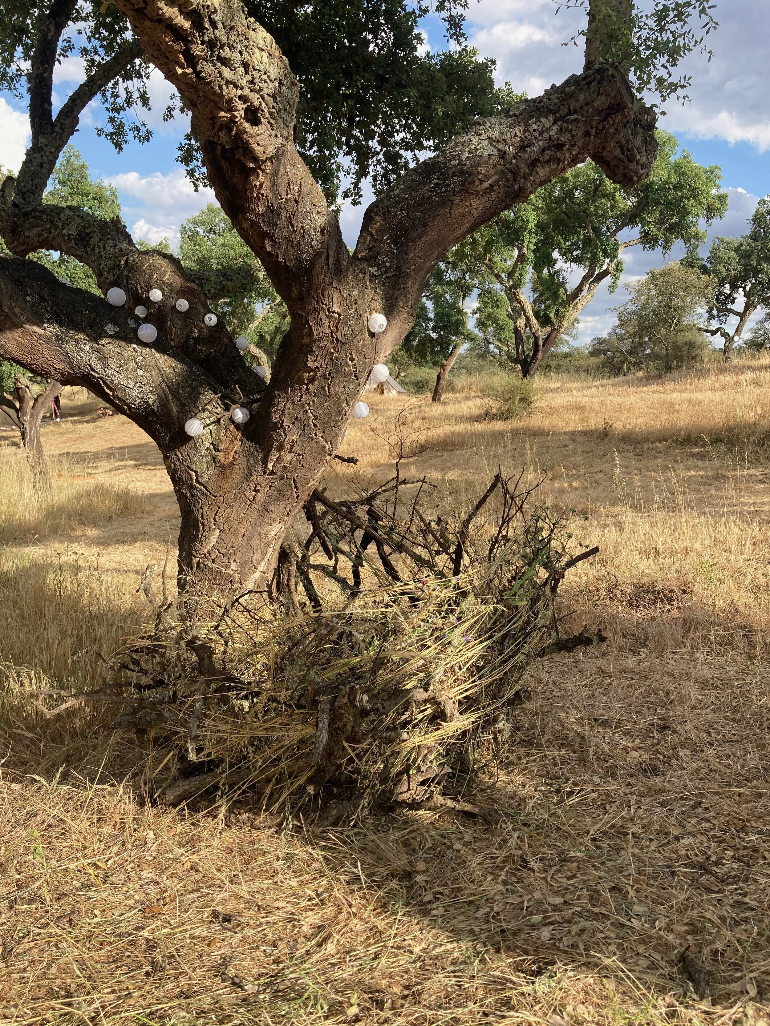 Árbol grande en un campo seco con ramas gruesas y papelillos blancos colgados, bajo un cielo parcialmente nublado.