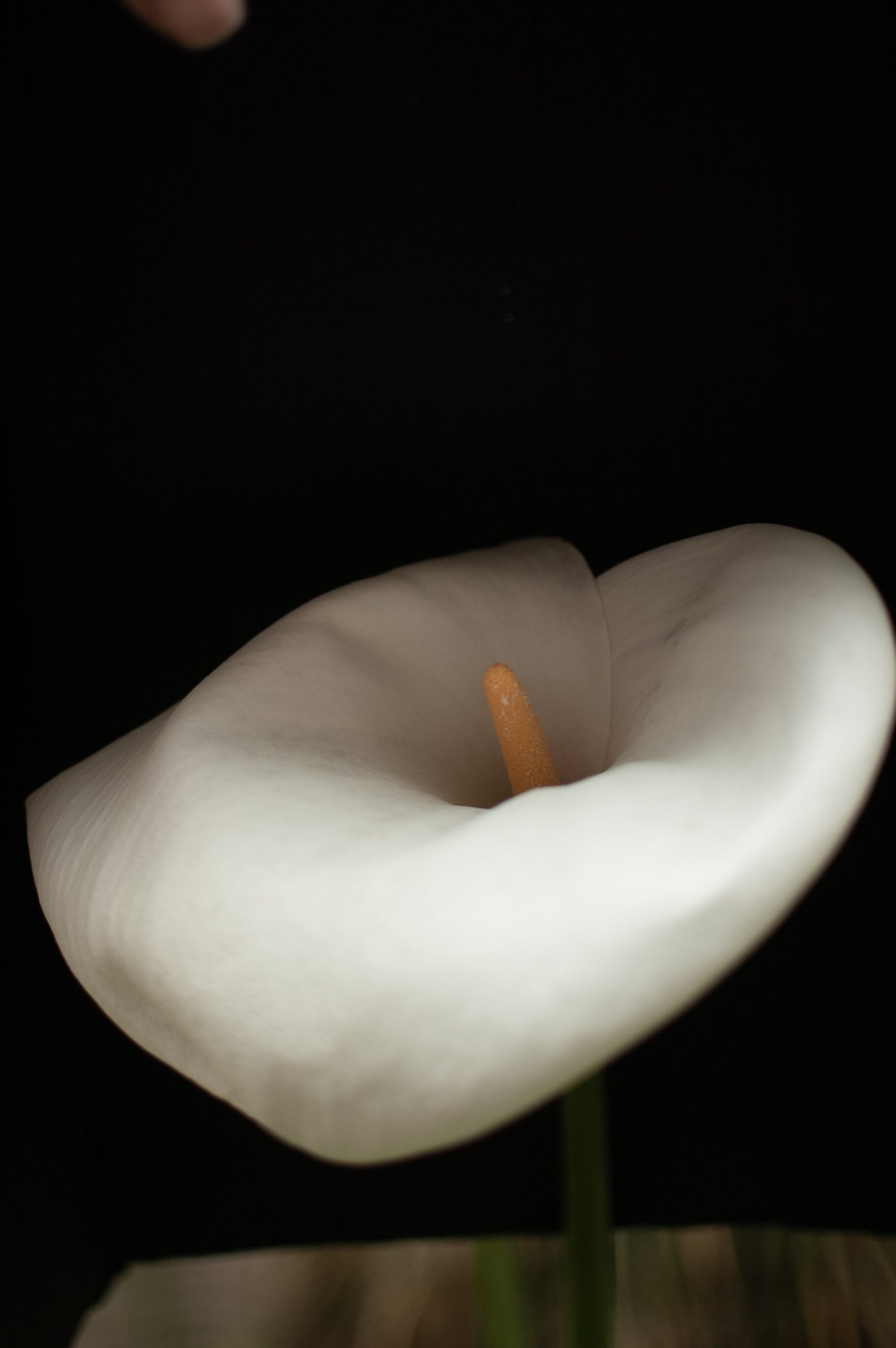 Fotografía impresa sobre papel
30 x 45 cm. enmarcada
2020
