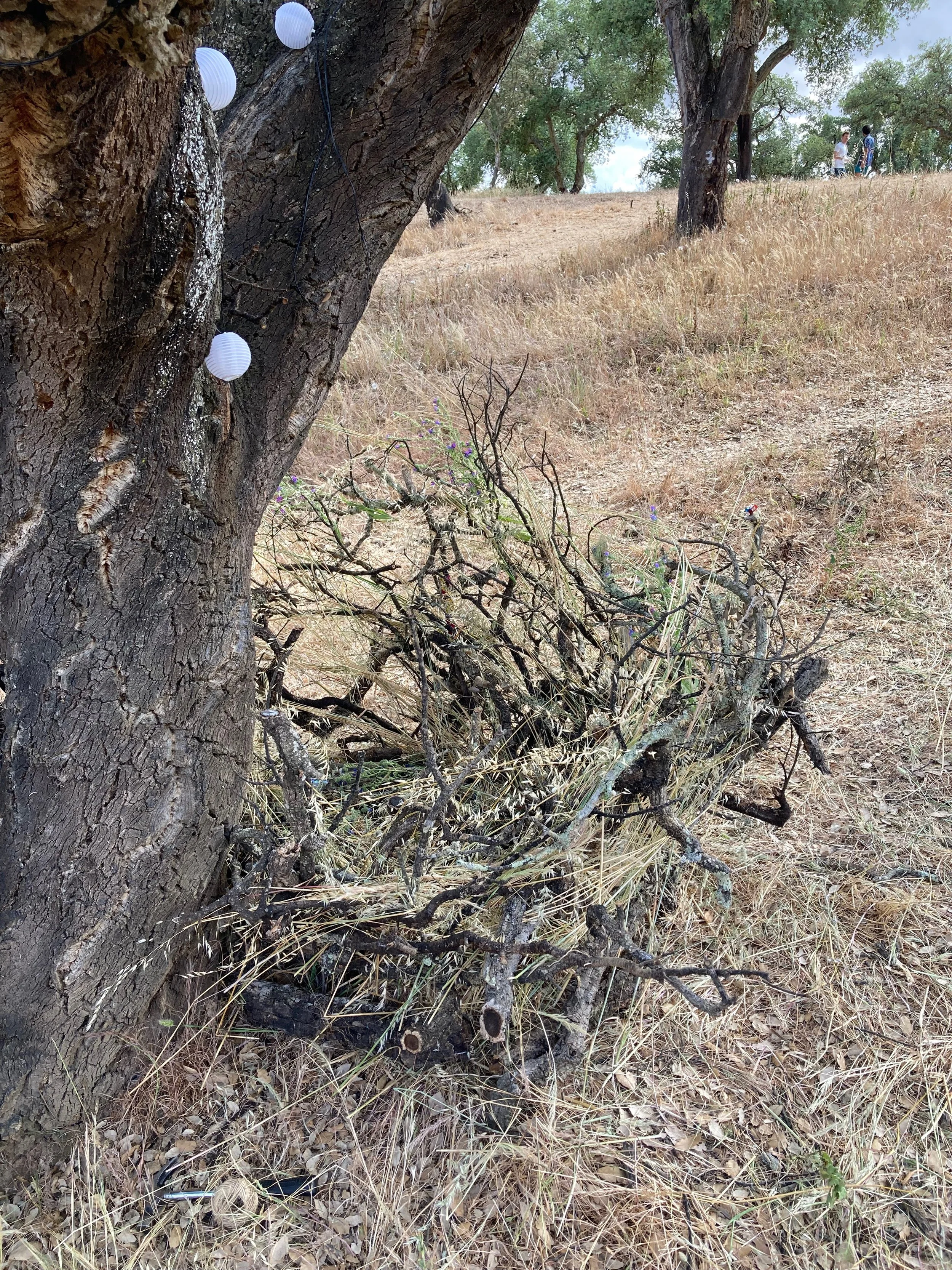 Árbol con luces decorativas blancas en ramas y superficie de suelo con ramas secas y plantas pequeñas en un área de campo con hierba seca y árboles al fondo, y dos personas conversando en la distancia.