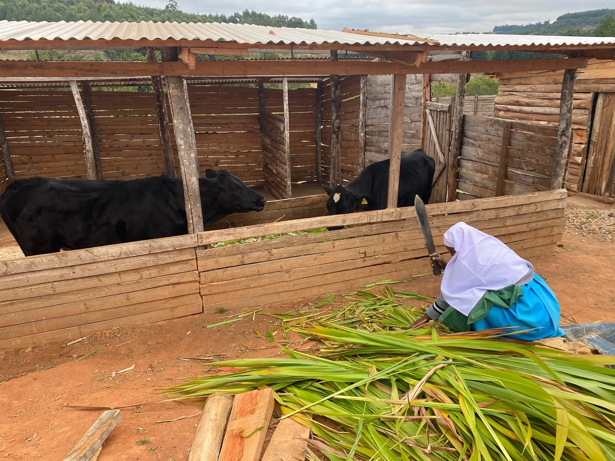 A small wooden livestock shed with two black cows and a child tending to the green plants inside. The shed has a corrugated metal roof and plank walls, with some supports inside. The child, dressed in a white hoodie and green pants, crouches near the plants outside the shed, holding a knife.
