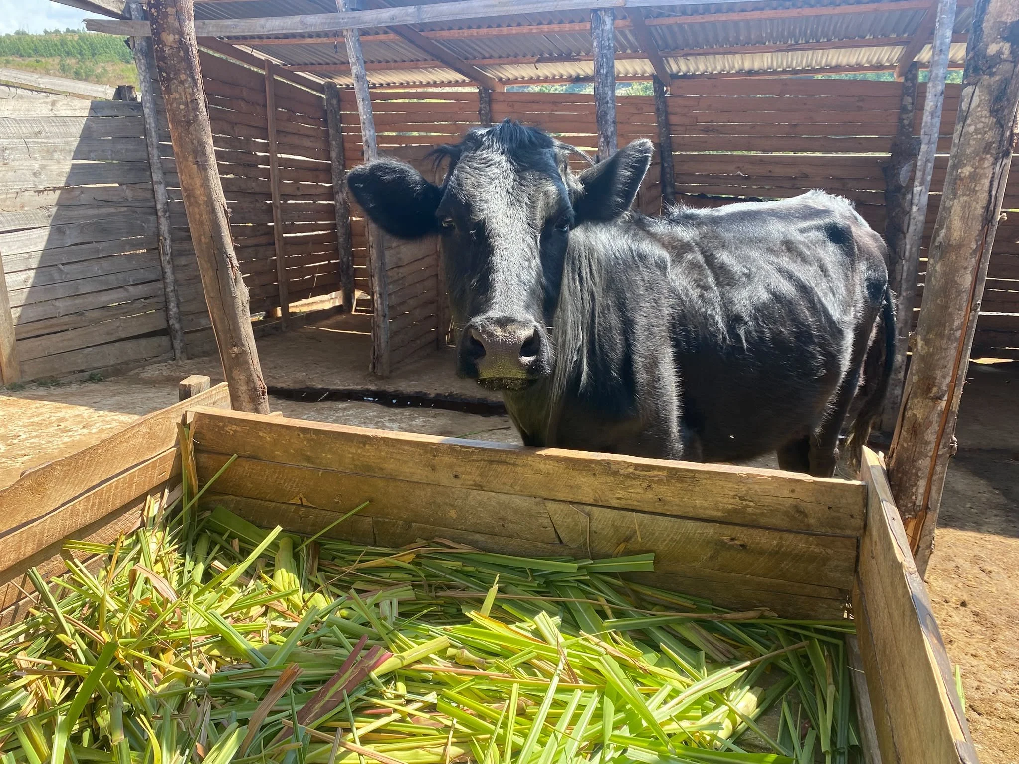 A black cow standing in a wooden pen with a roof, facing forward and surrounded by green grass.