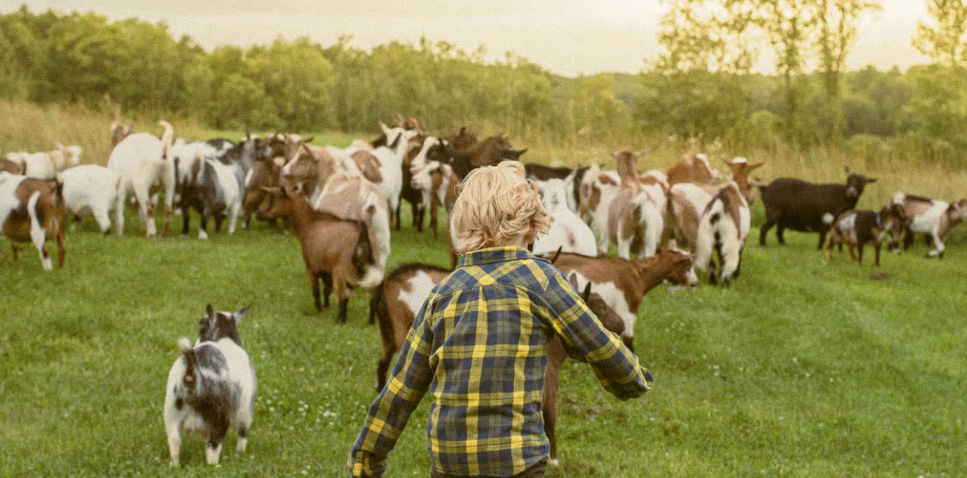 Person in plaid shirt herding goats in a grassy field with trees in the background.
