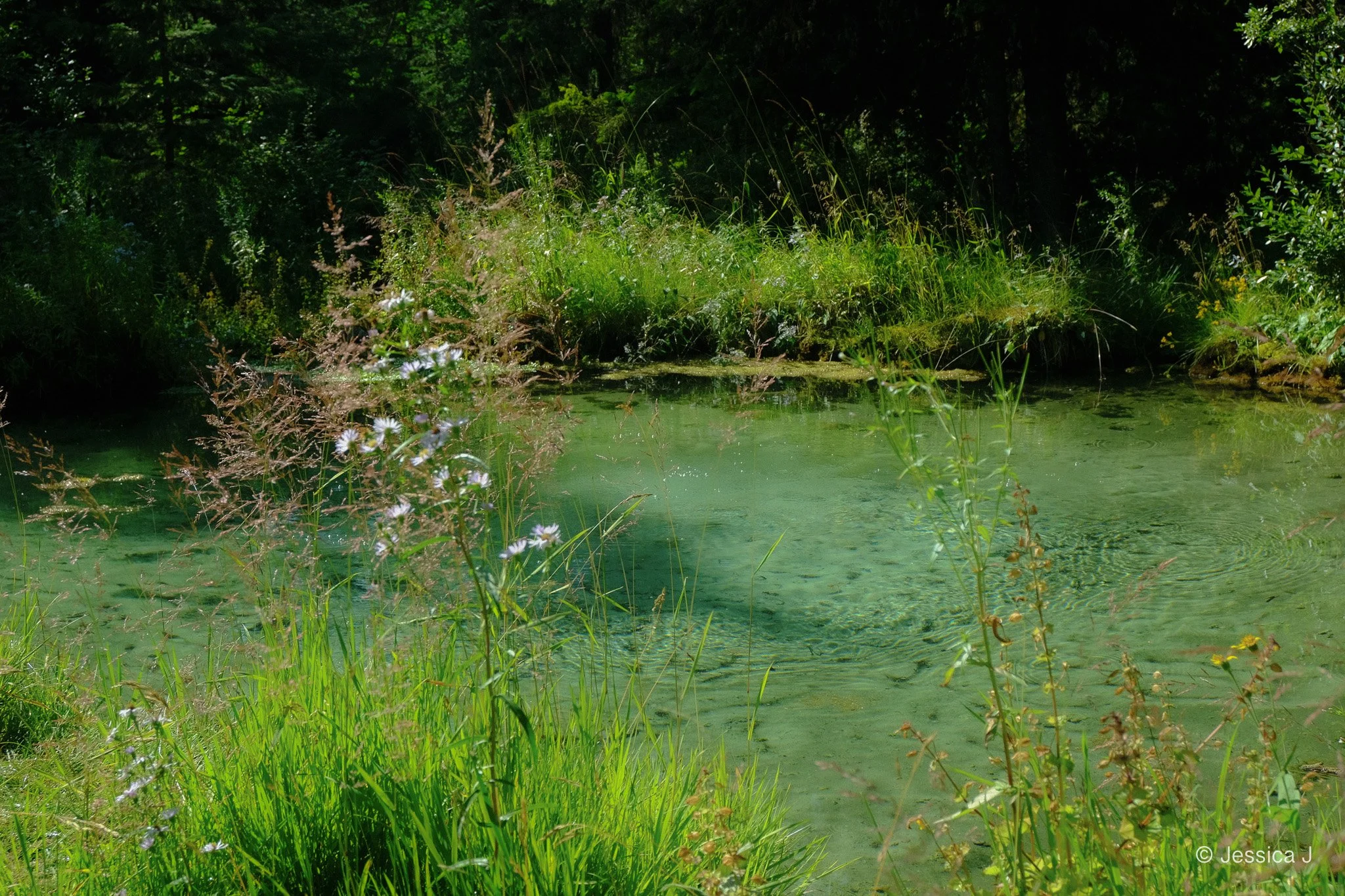 DSCF7133.jpg