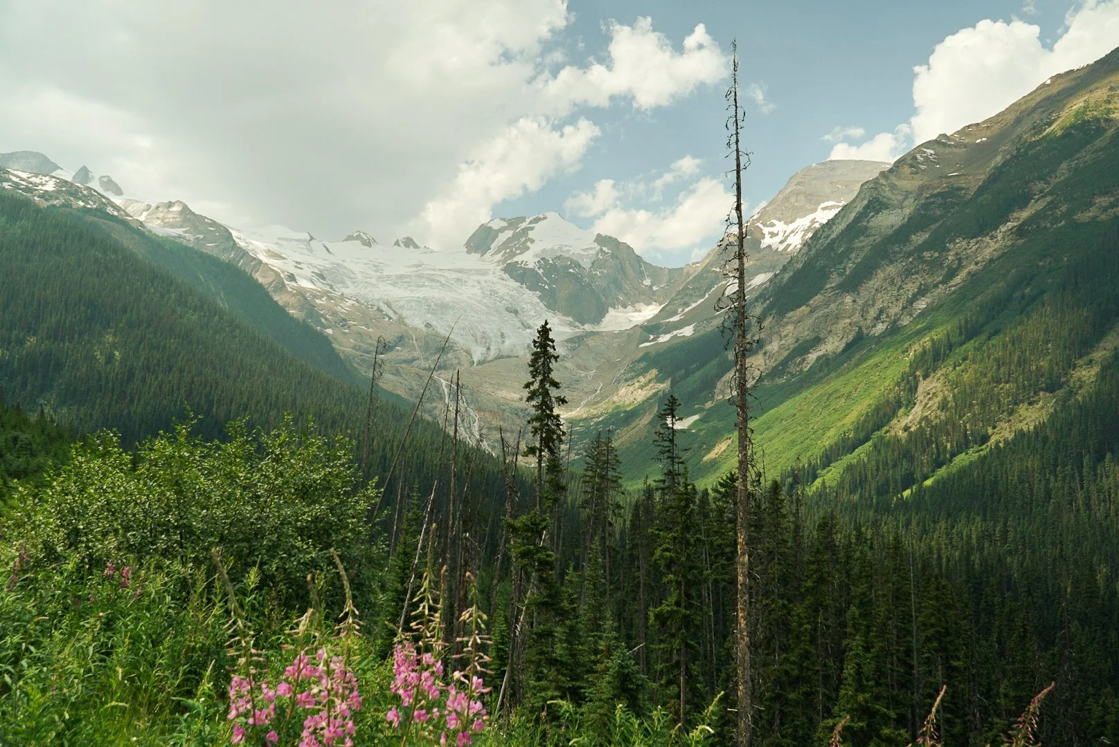 Mountain landscape with snow-capped peaks, green forested slopes, and some pink wildflowers in the foreground.