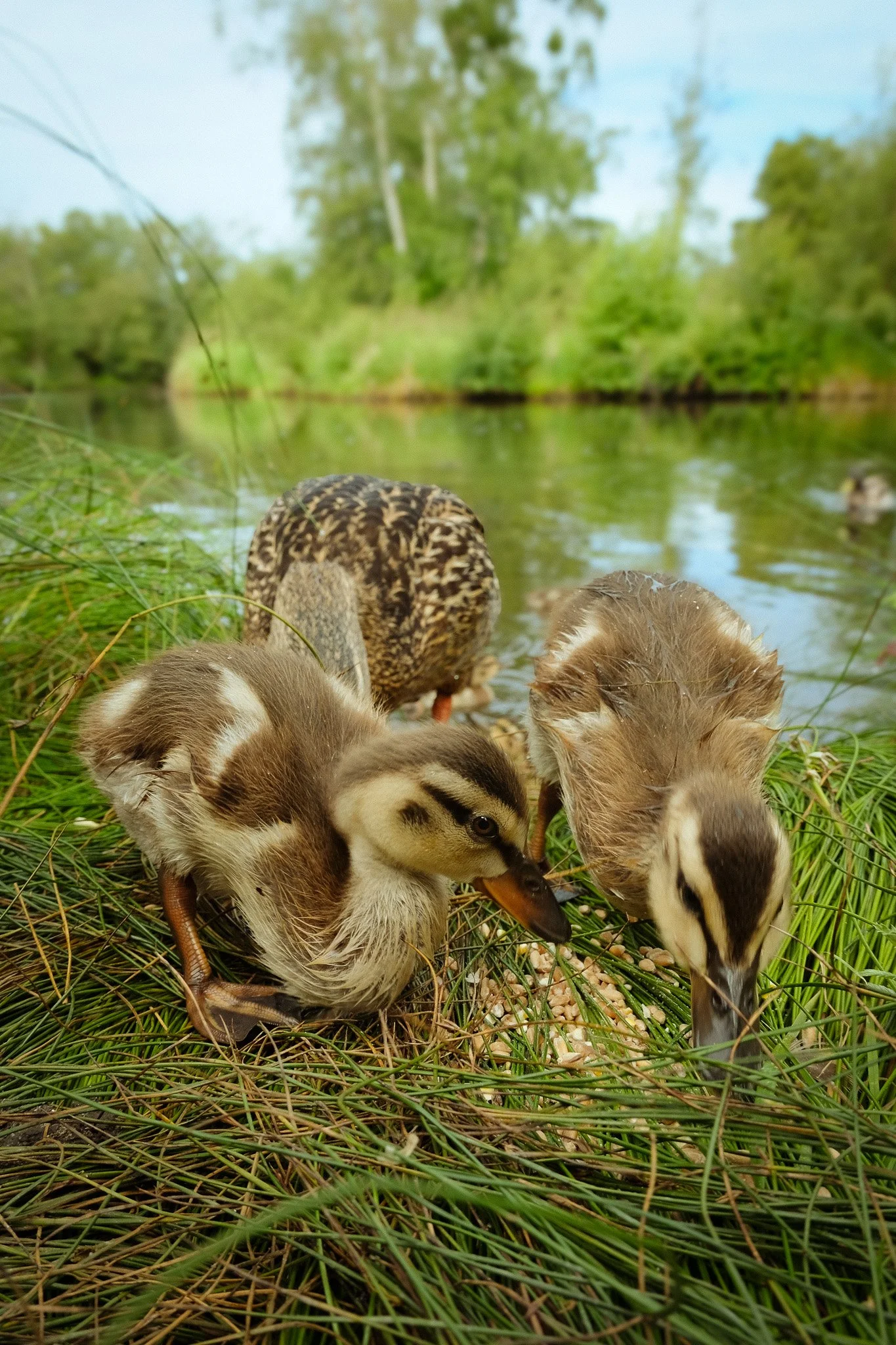 DSCF8752-3.jpg