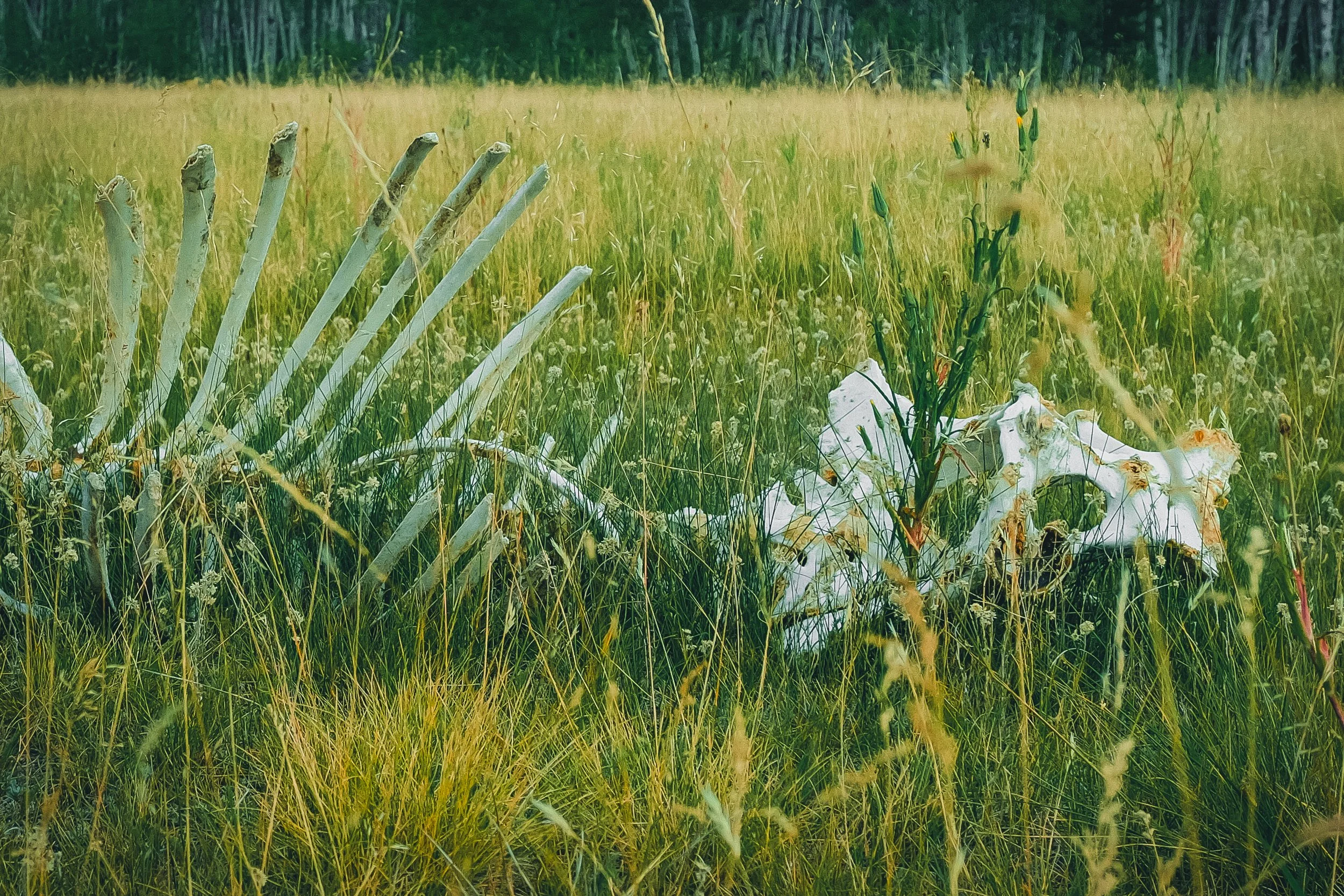 A rainy day scene with tall grass, yellow wildflowers, and some broken white sticks in a field. In the background, there is a dense forest of evergreen trees.