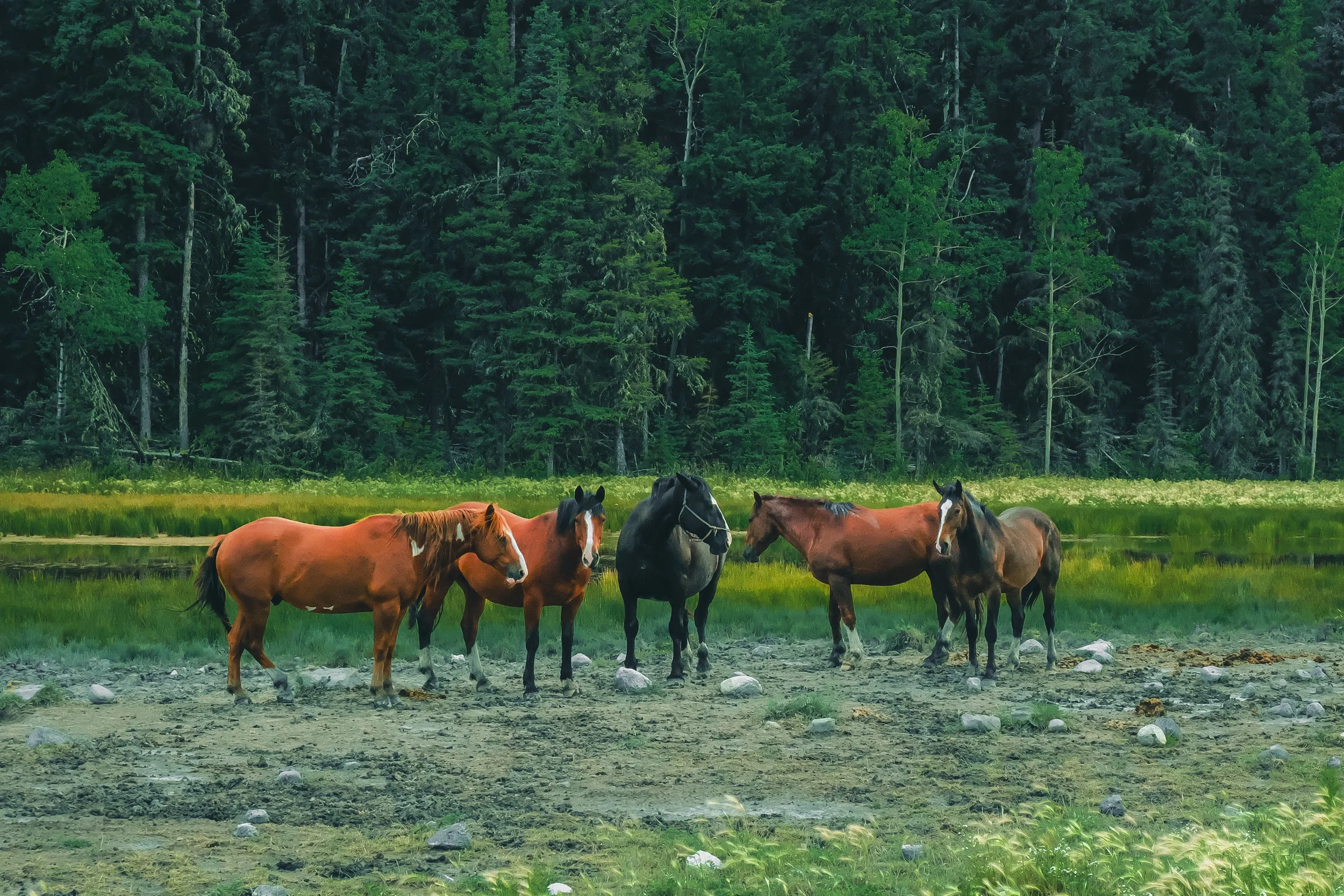 A group of horses grazing near a pond with a lush green forest in the background.
