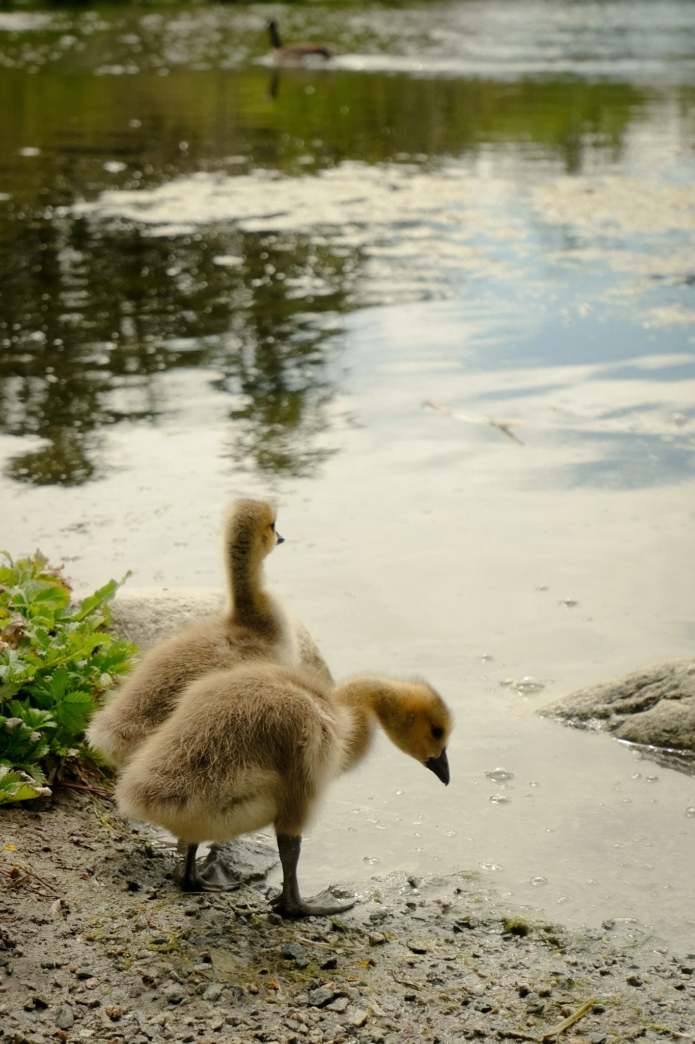 DSCF8711-2.jpg