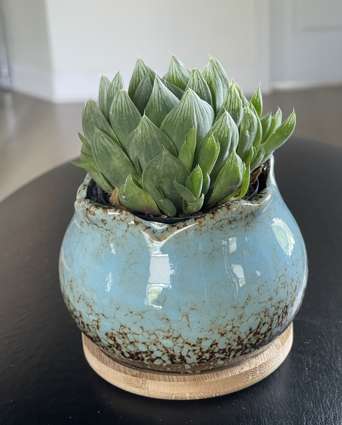 succulent windows.png