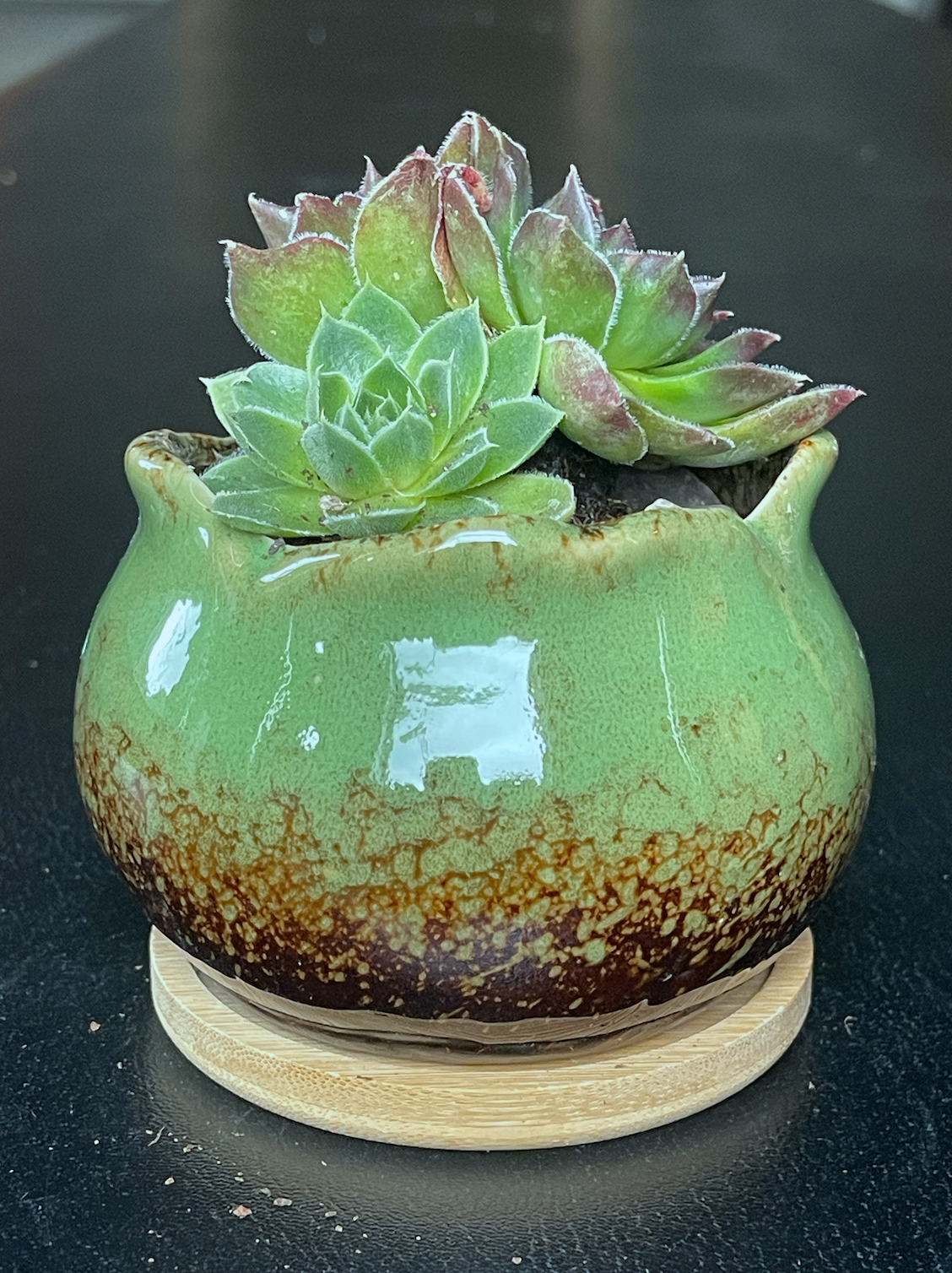 Sempervivum in 4