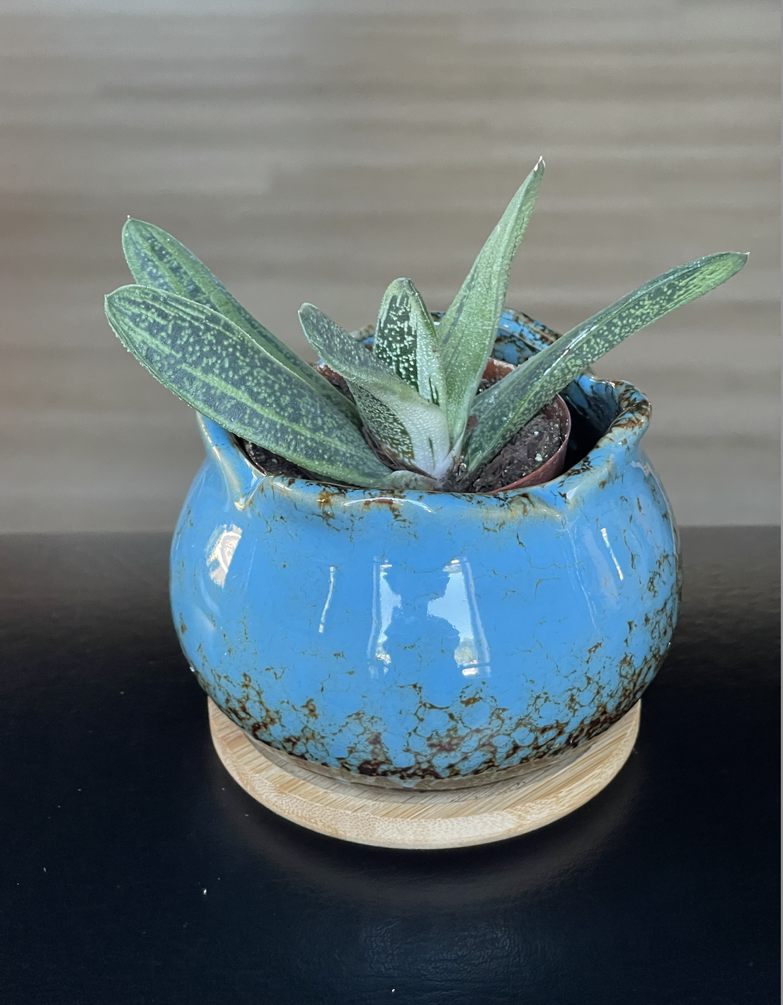 succulent little warty blue.png