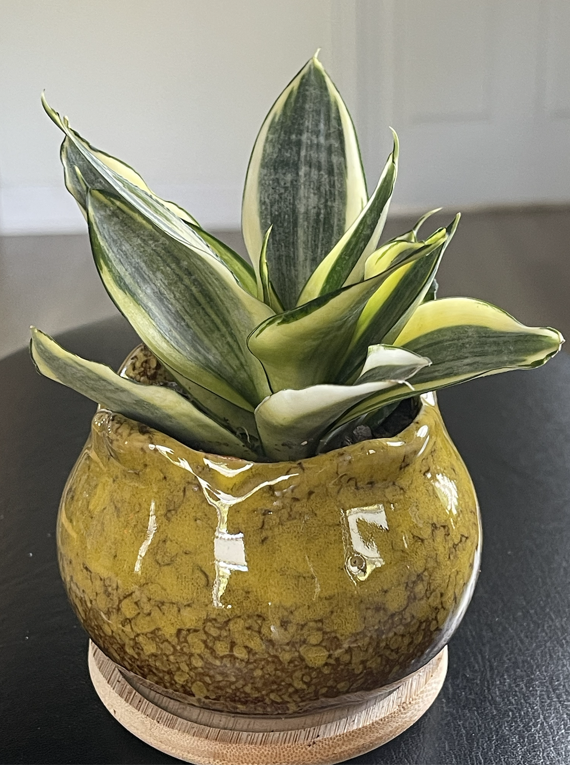 succulent snake.png