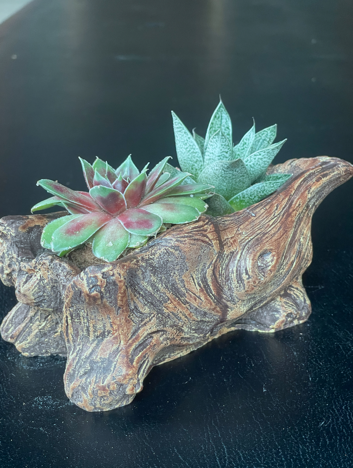 Sempervivum in 8
