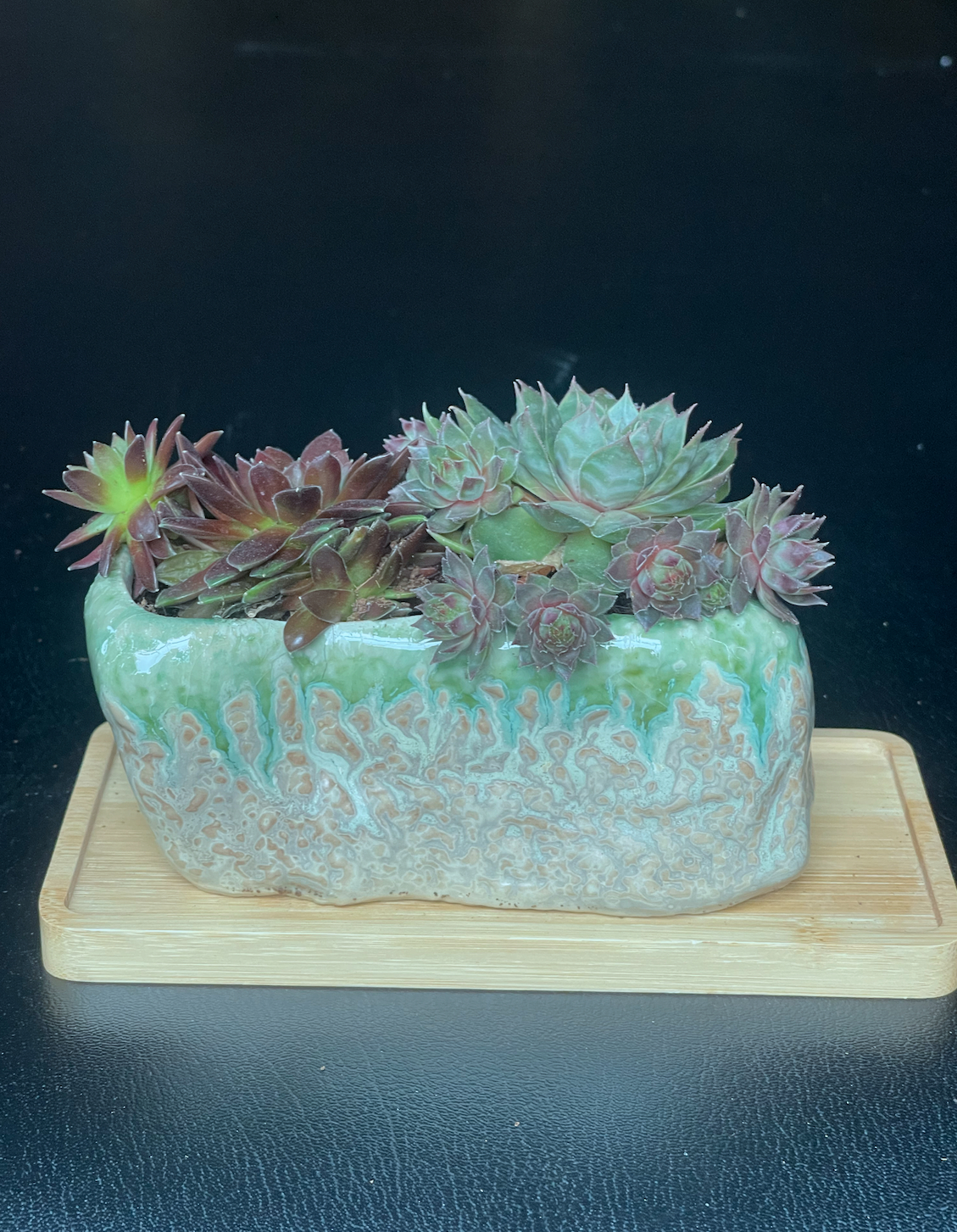 Sempervivums in 5.5