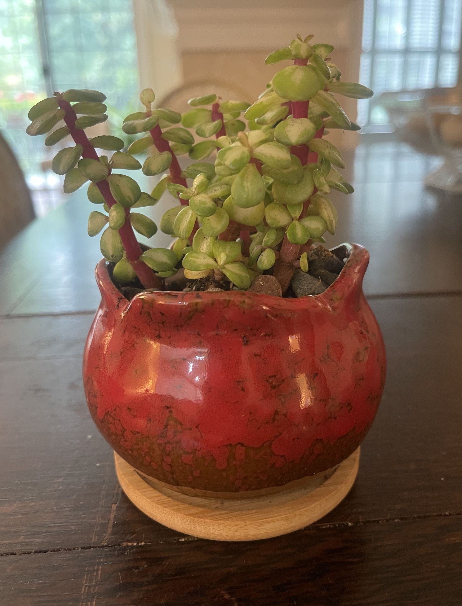 Portulacaria in 4in glazed pot