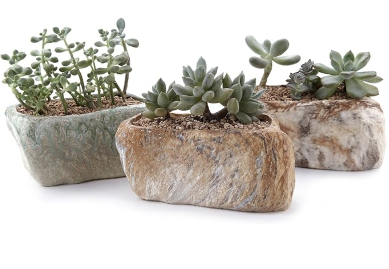 Echeverias in 5.5in stone planter