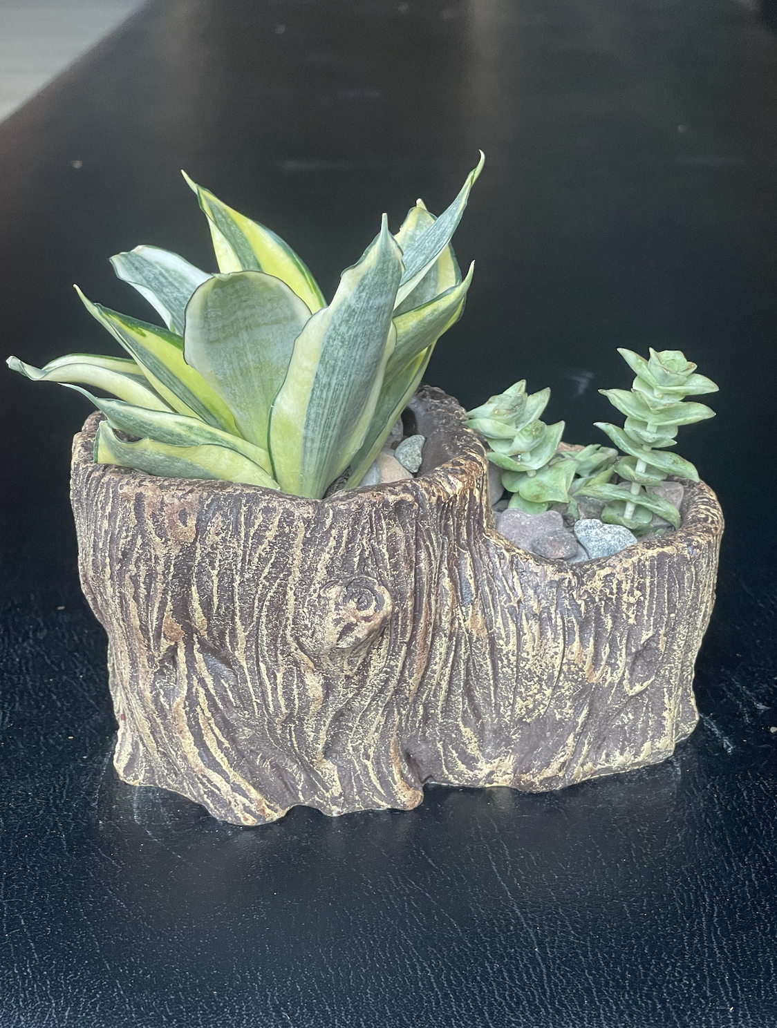 Bright Succulents in 8" Faux Wood